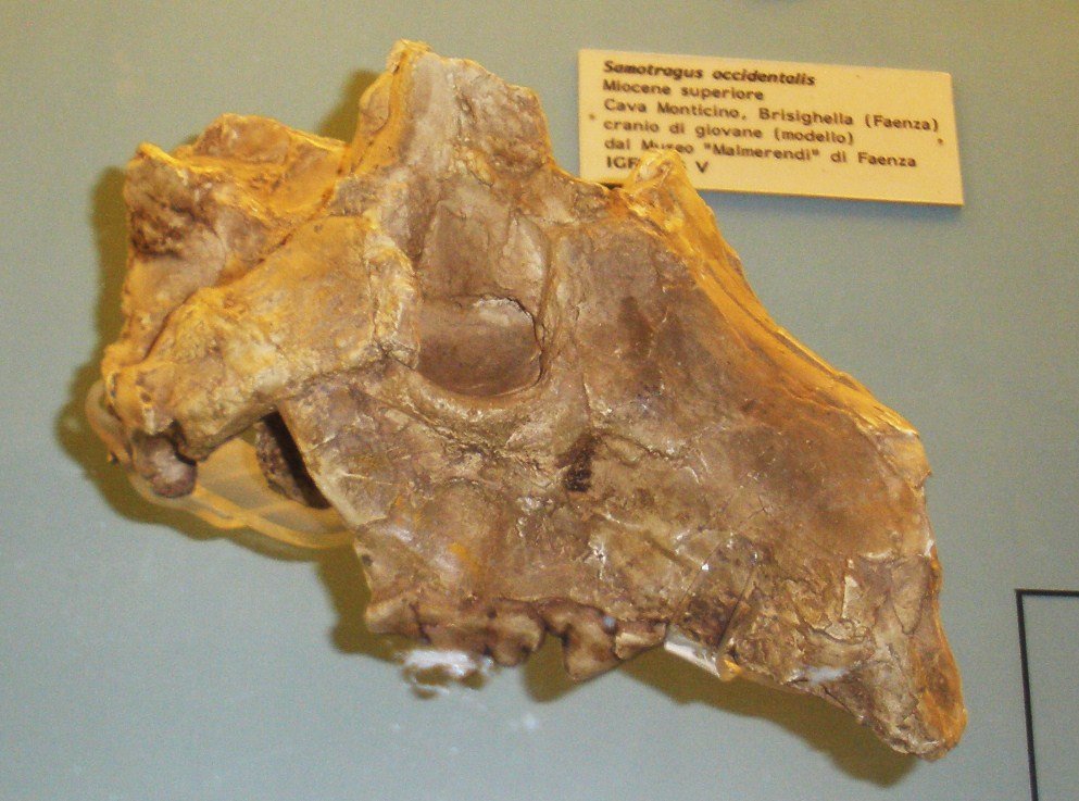 Enduring Fascination: Why Ice Age Hyenas Still Matter (image credits: wikimedia)