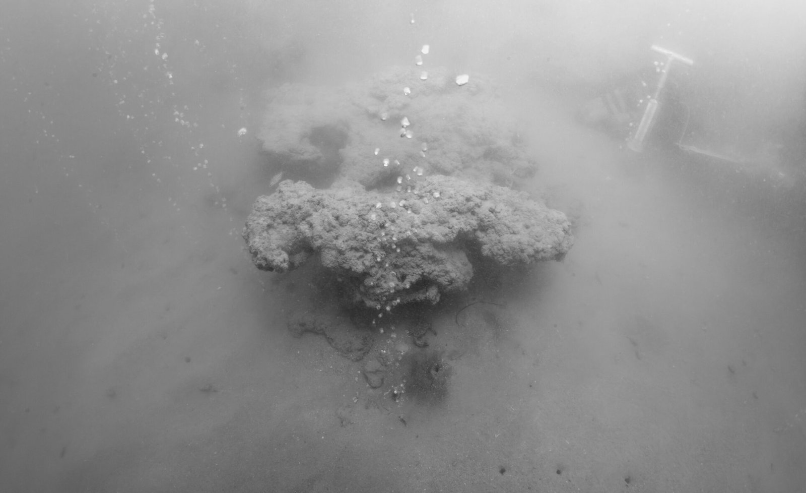 The Role of Methanogens: Tiny Gas Factories (image credits: wikimedia)