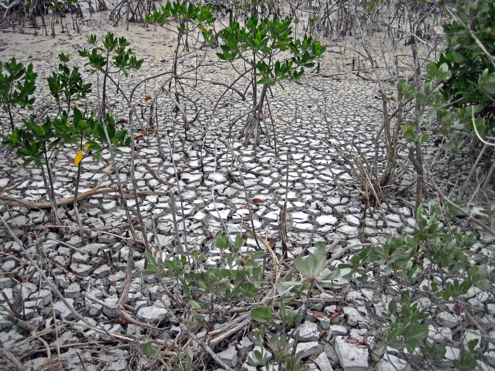 Sulfur and the Rotten Egg Smell: Sulfate-Reducing Microbes (image credits: wikimedia)