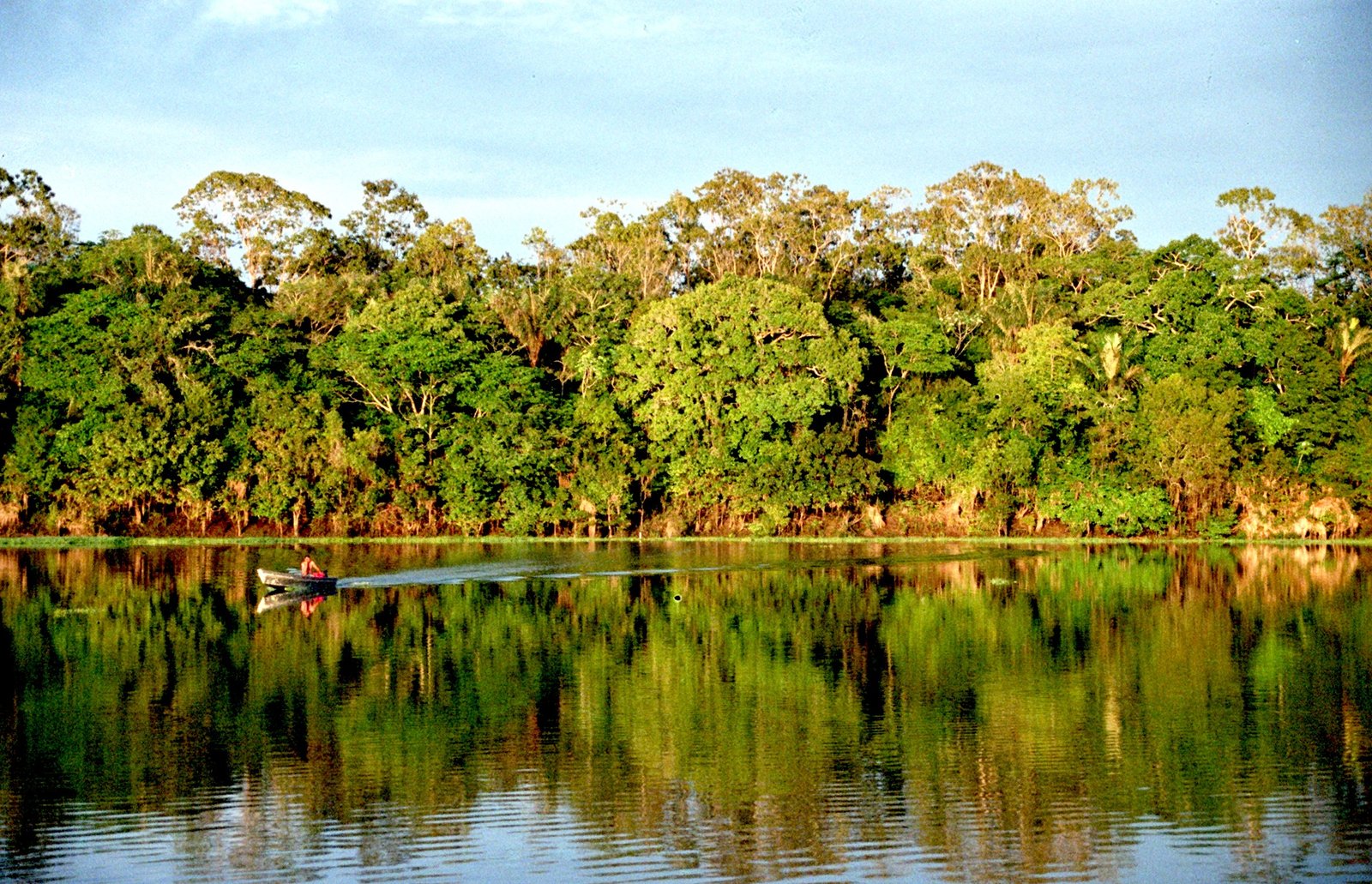 Understanding the Amazon’s Unique Ecosystem (image credits: wikimedia)