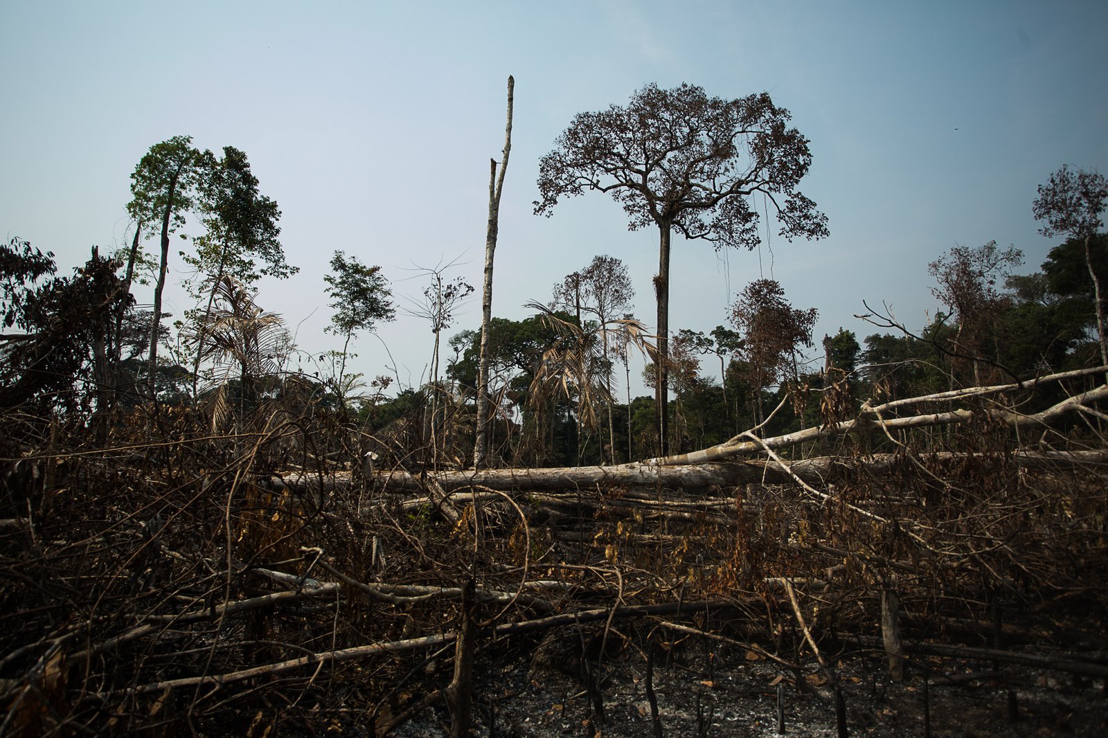 Deforestation: The Relentless Axe (image credits: wikimedia)