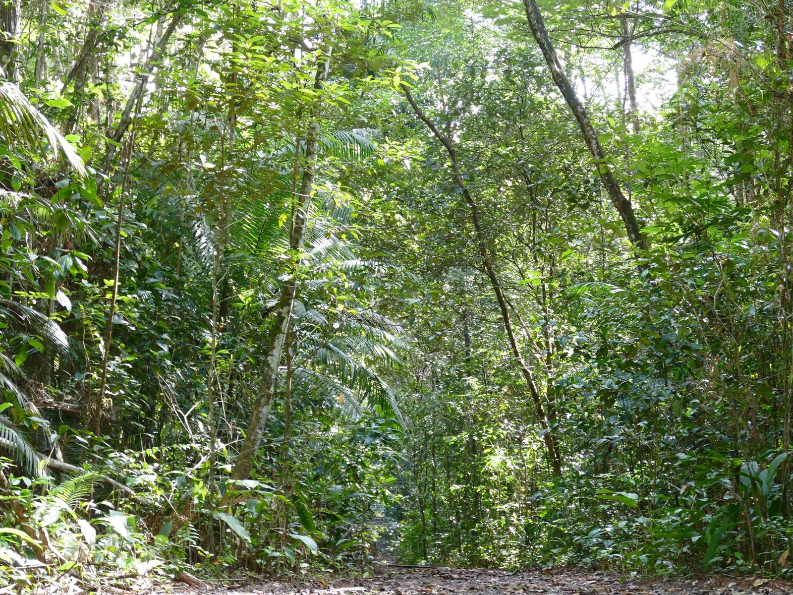 Soil: The Hidden Foundation (image credits: wikimedia)