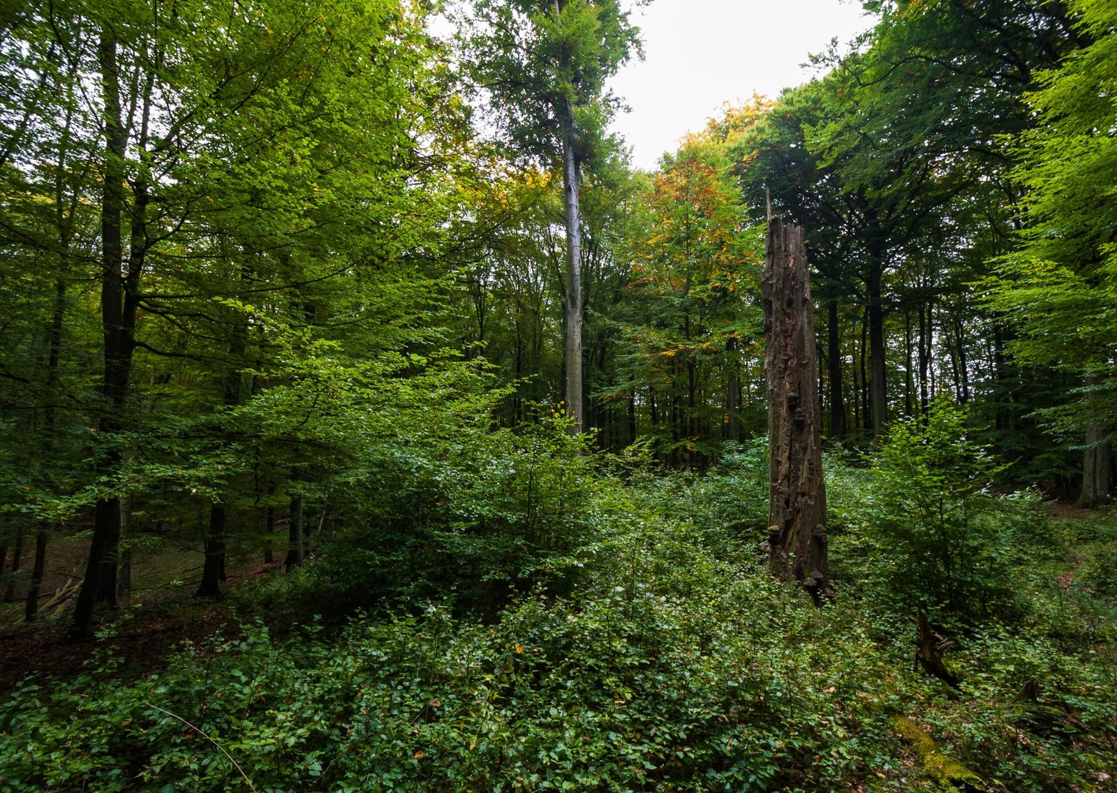 Regeneration: Can the Forest Recover? (image credits: wikimedia)
