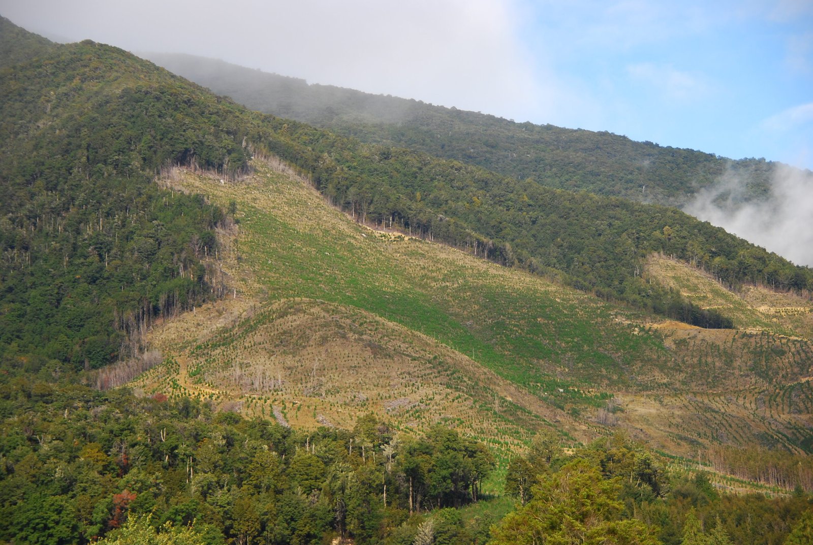 Lessons from Other Lost Forests (image credits: wikimedia)