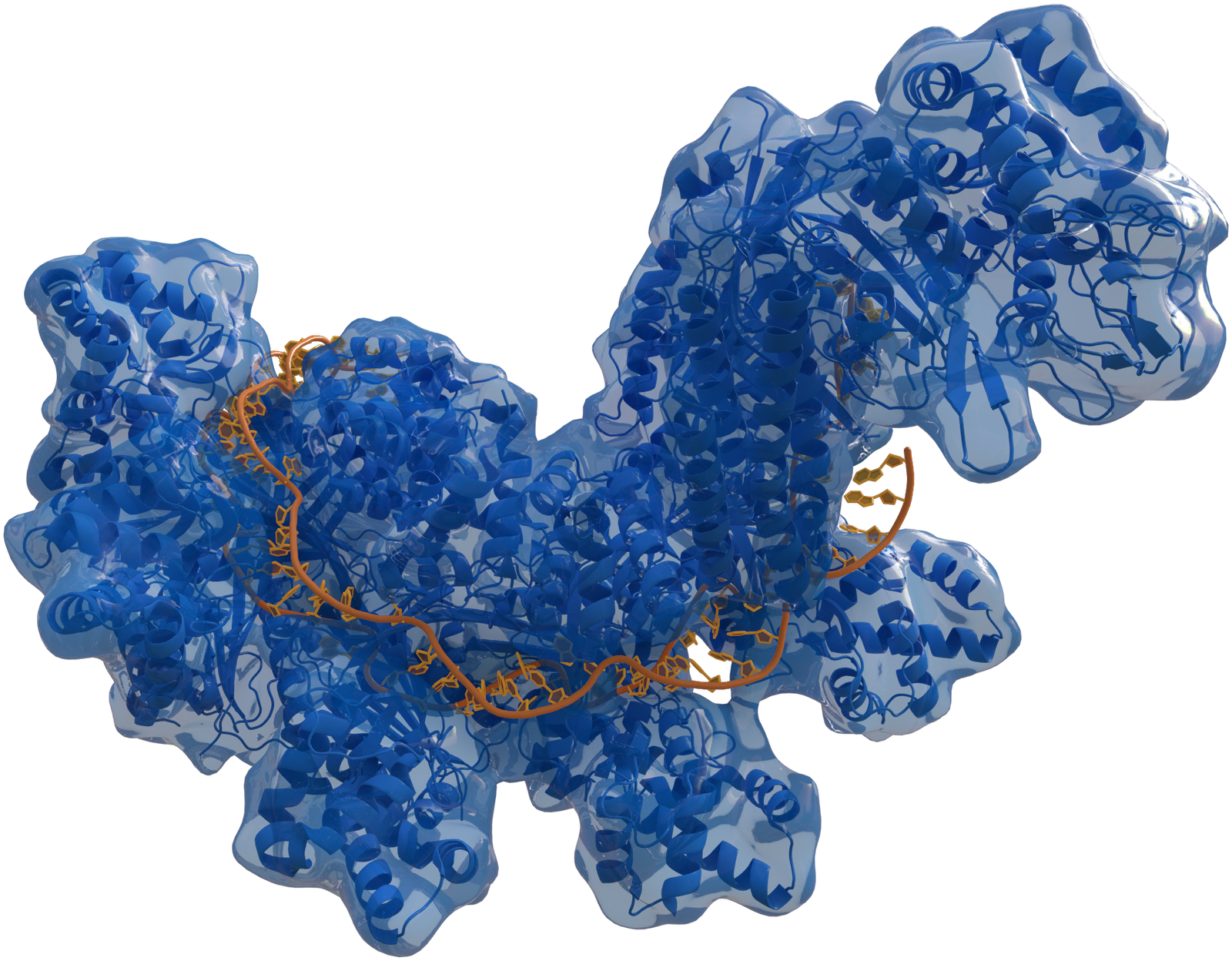 CRISPR in the Fight Against Emerging Zoonotic Diseases (image credits: wikimedia)