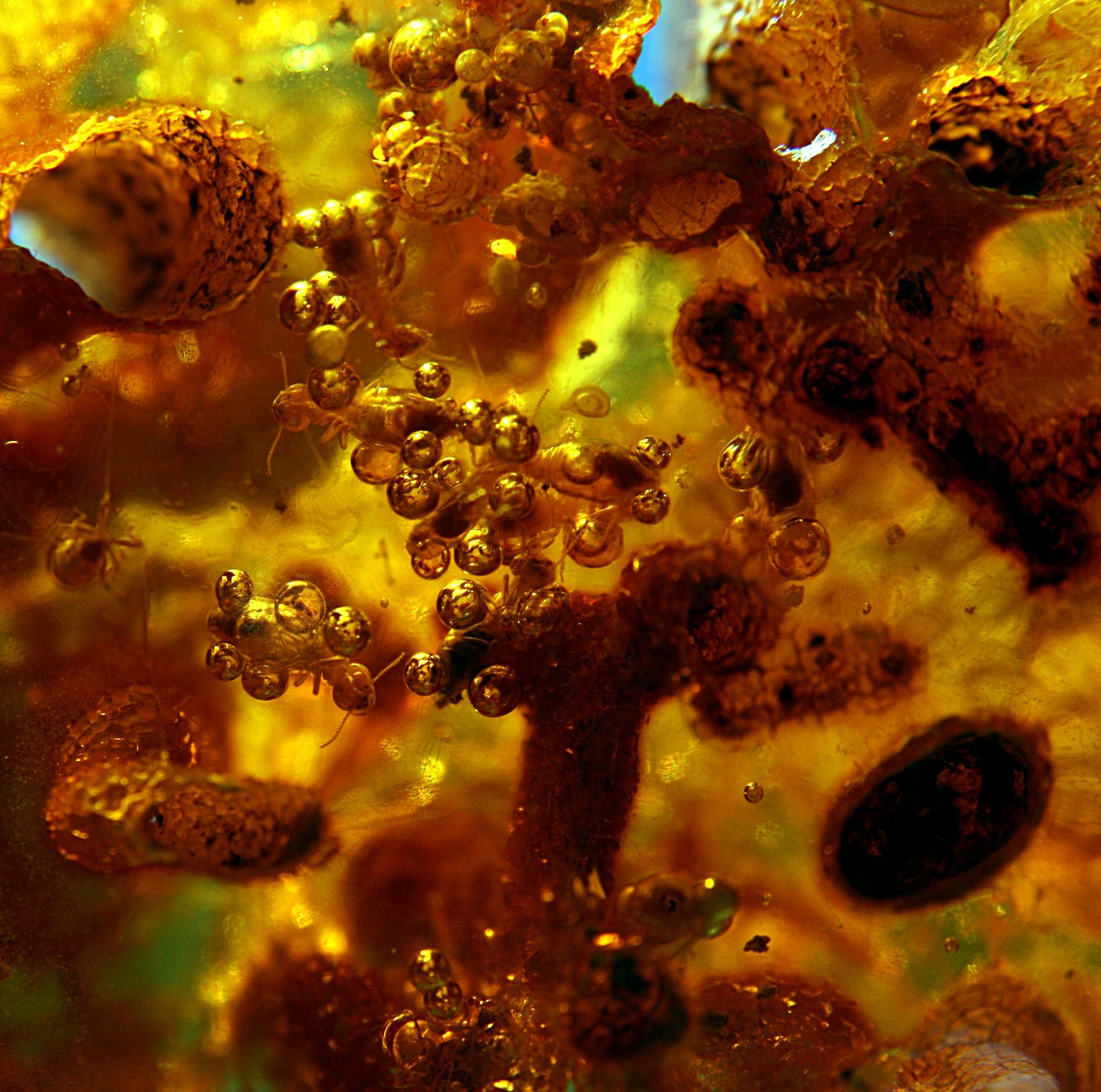 Insects, Fungi, and Ancient Interactions (image credits: wikimedia)