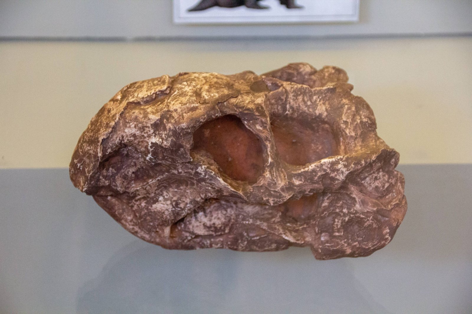 Modern São Paulo: Urbanization and the Fossil Record (image credits: wikimedia)