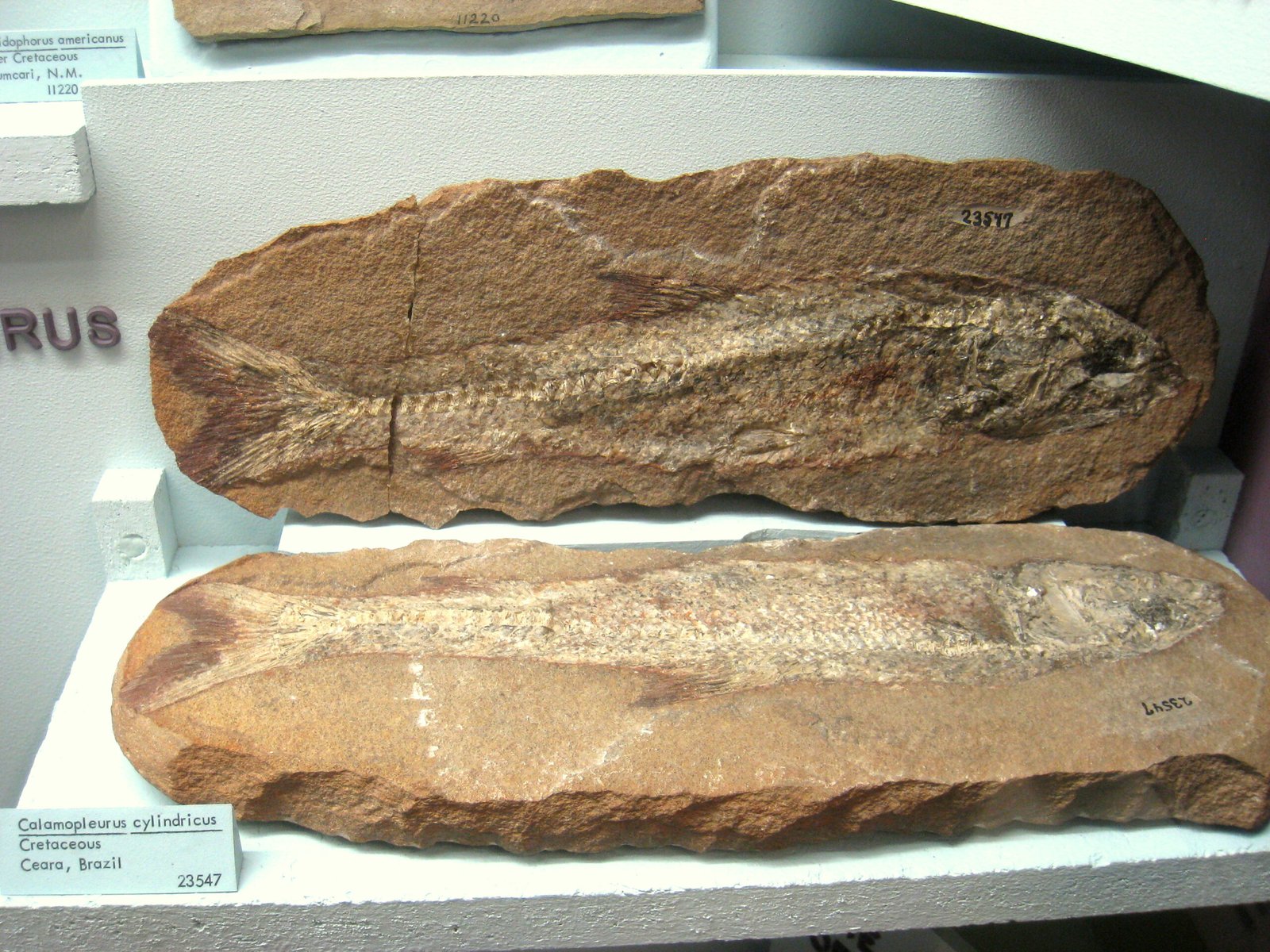 The Role of Museums and Public Awareness (image credits: wikimedia)