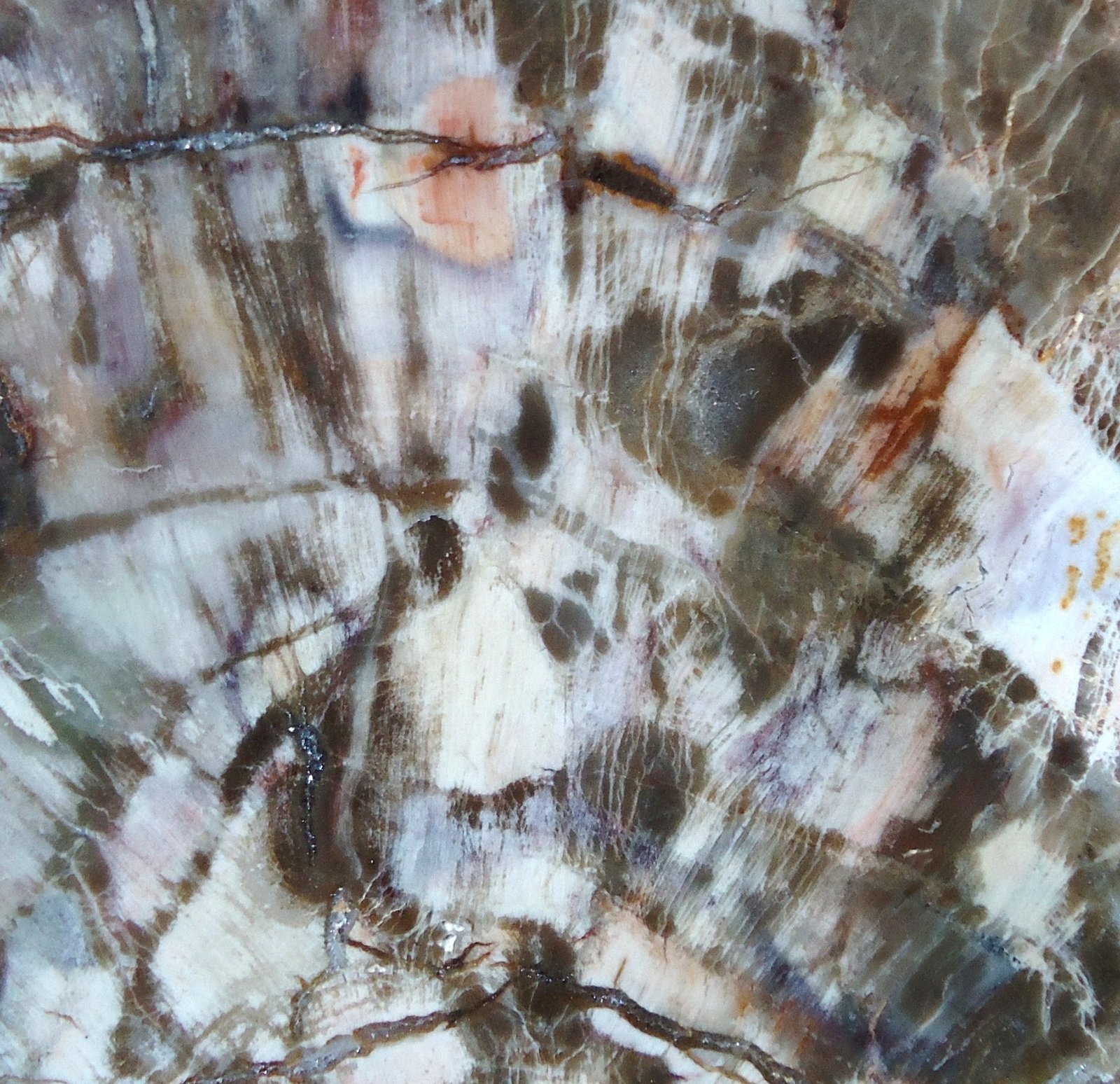 Why São Paulo’s Fossil Forests Matter (image credits: wikimedia)