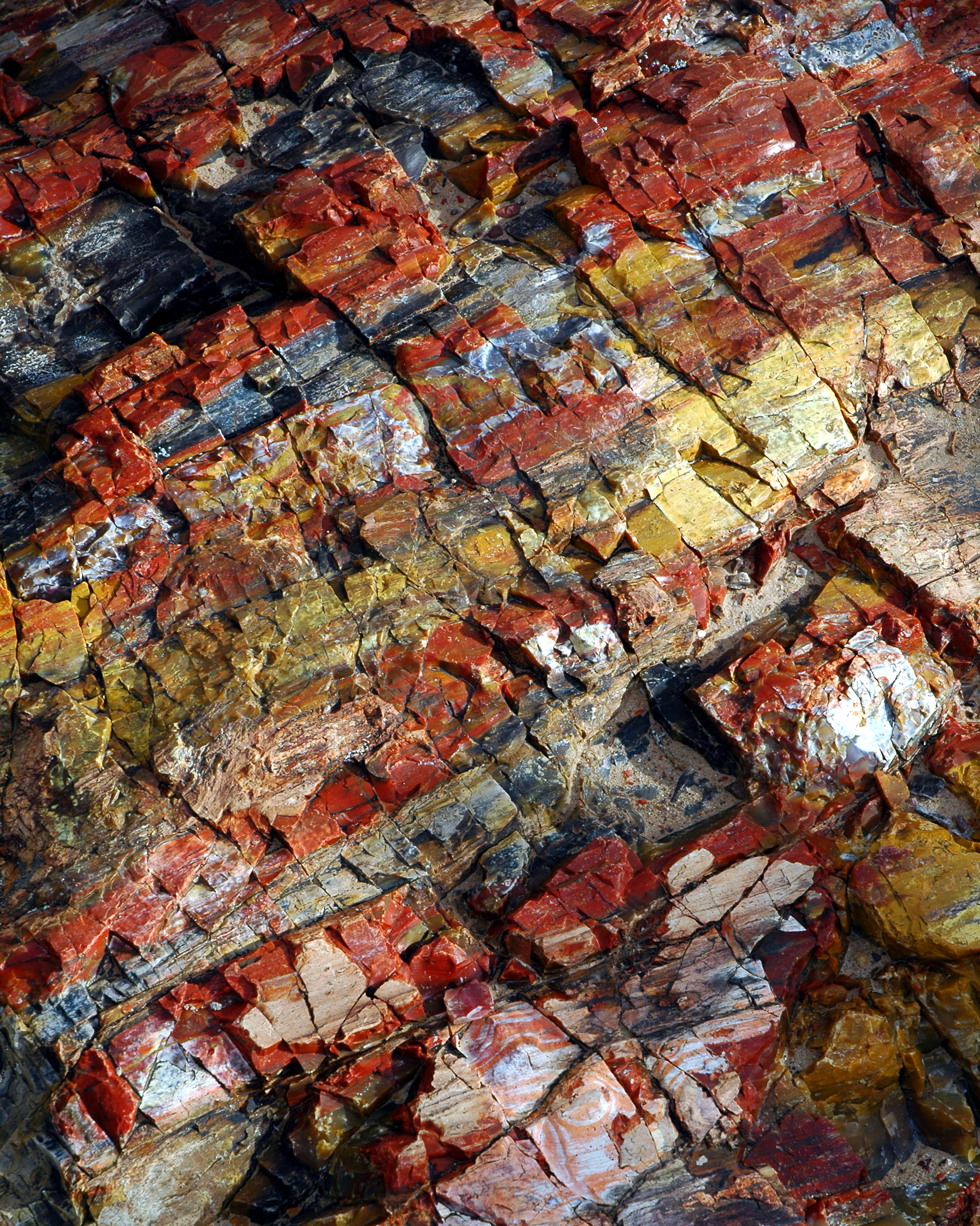 São Paulo’s Fossil Forests: Petrified Clues to a Lost Brazilian Ecosystem