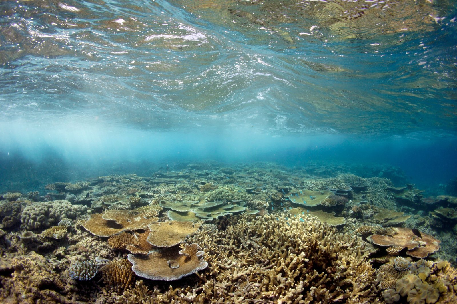 Uncovering the Unknown: Reefs We Never Knew Existed (image credits: wikimedia)