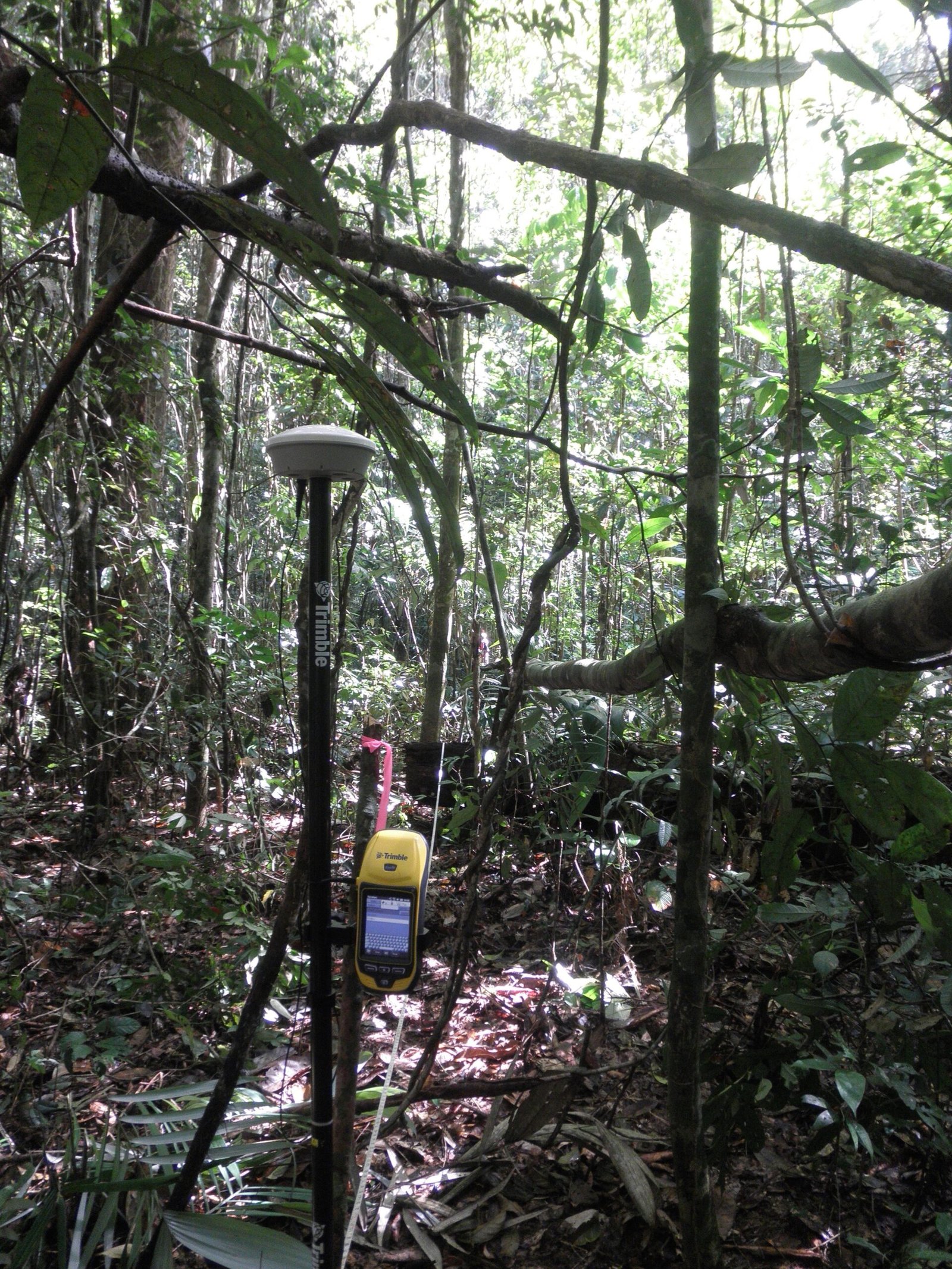 The Science of Seeing Through Trees (image credits: wikimedia)