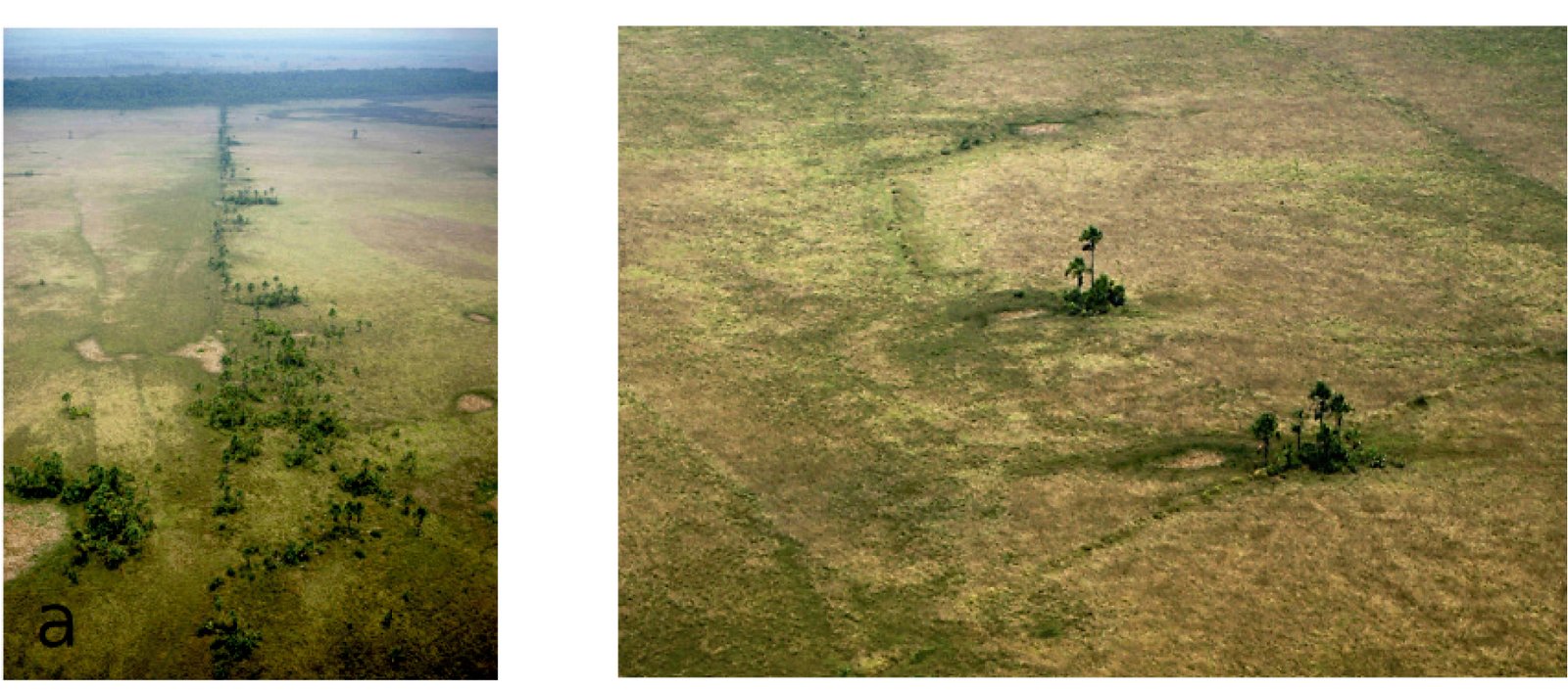 Mounds and Monuments: Engineering Feats in the Amazon (image credits: wikimedia)
