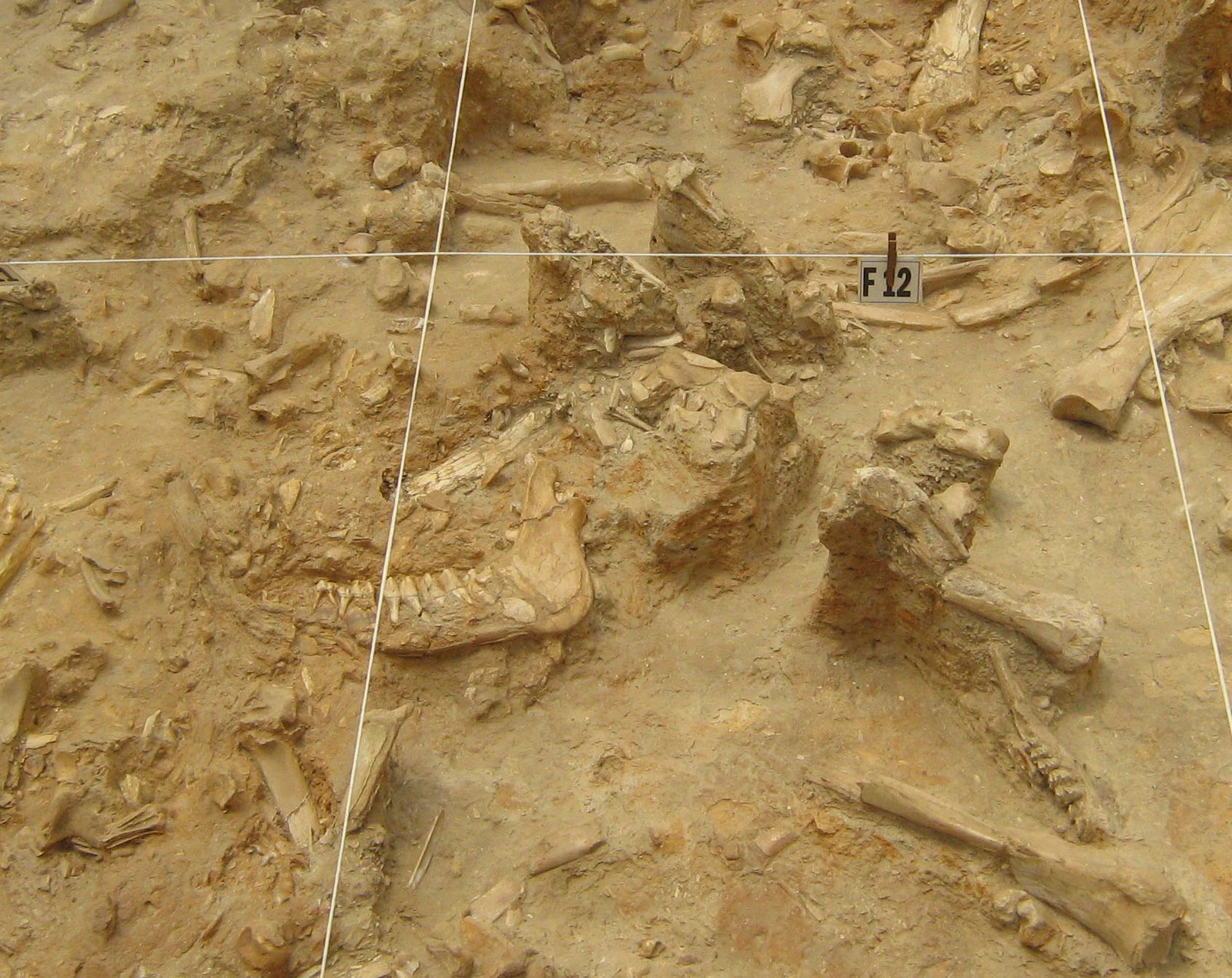 Lahore’s Hidden Underworld: Fossils Beneath the Surface (image credits: wikimedia)