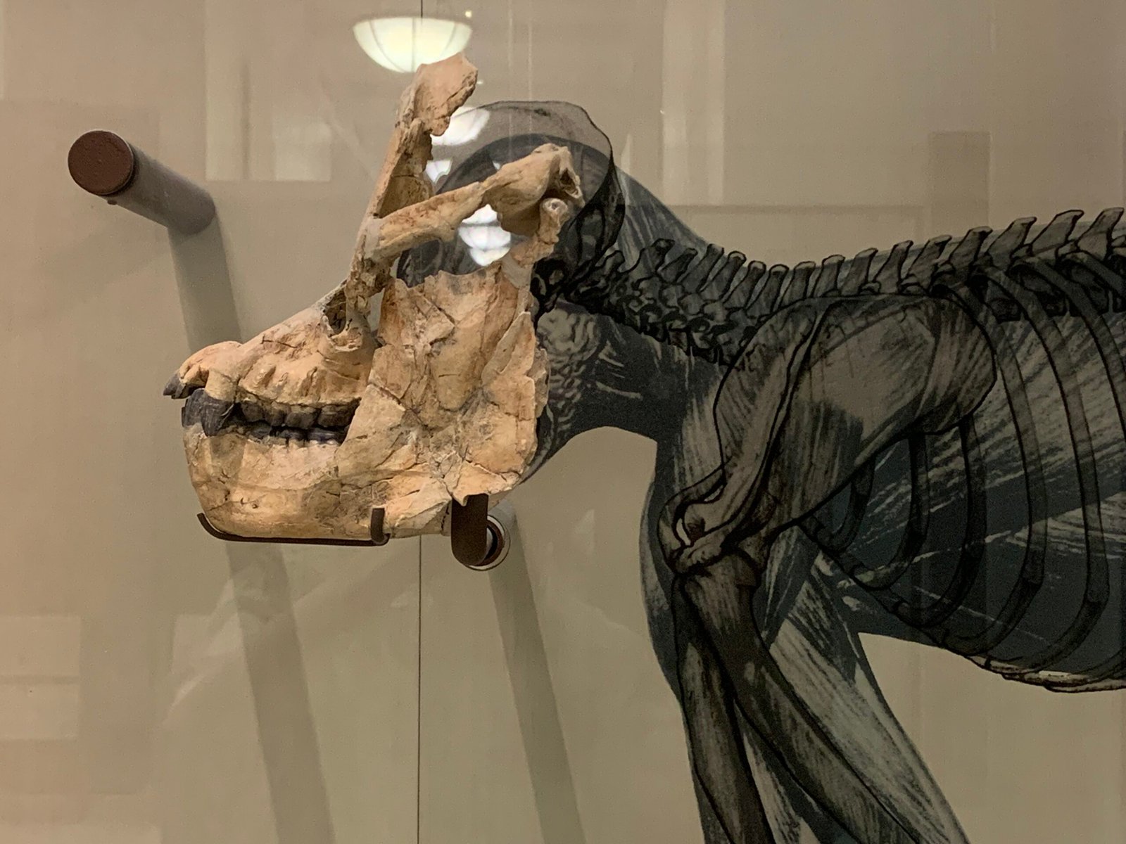 The Mystery of the Sivapithecus: An Ancient Ape Connection (image credits: wikimedia)