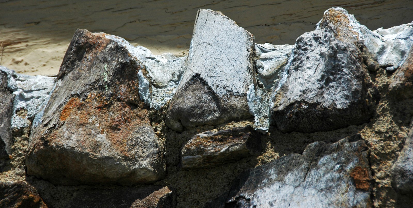 How Bones Tell Stories: From Discovery to Display (image credits: wikimedia)