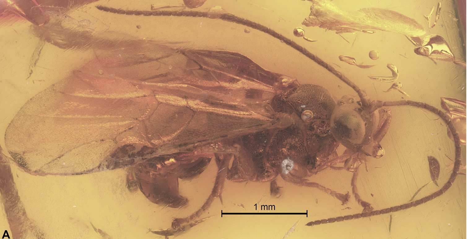 Women and Fossil Science in Pakistan (image credits: wikimedia)