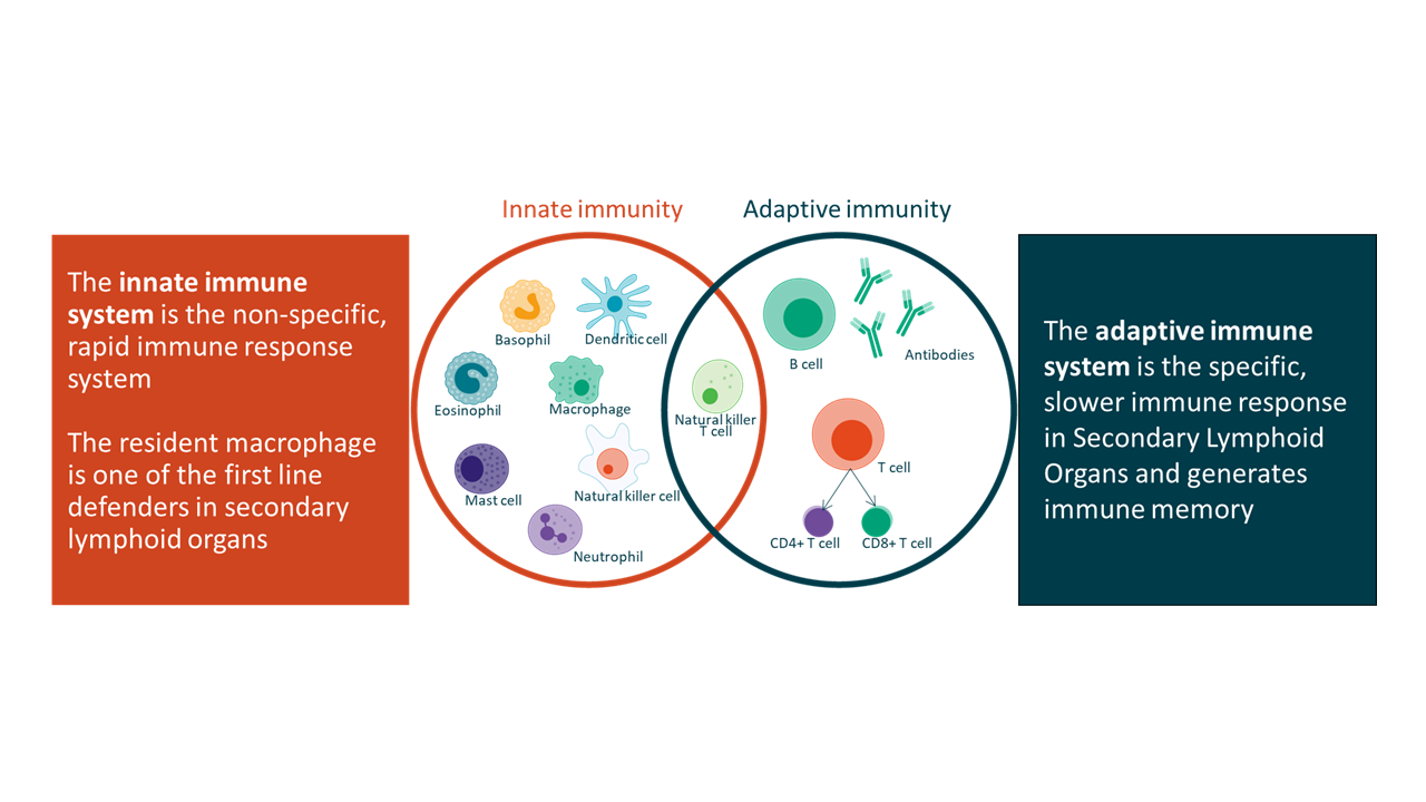 The Role of Memory Cells in Immunity (image credits: wikimedia)