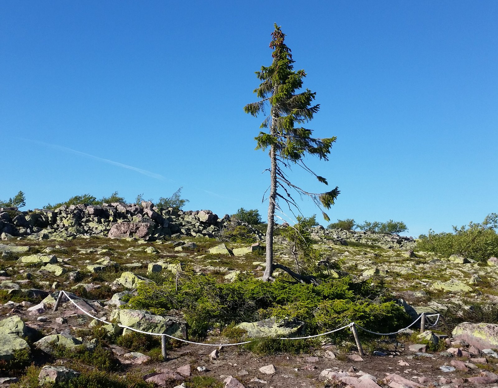 The Ancient Sentinel: Meet the Oldest Living Tree (image credits: wikimedia)