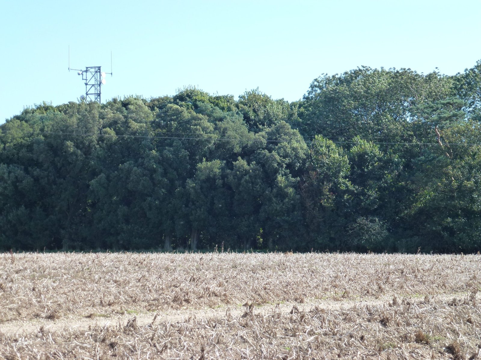 Signals in the Dark: How Scientists Discovered Tree Communication (image credits: wikimedia)