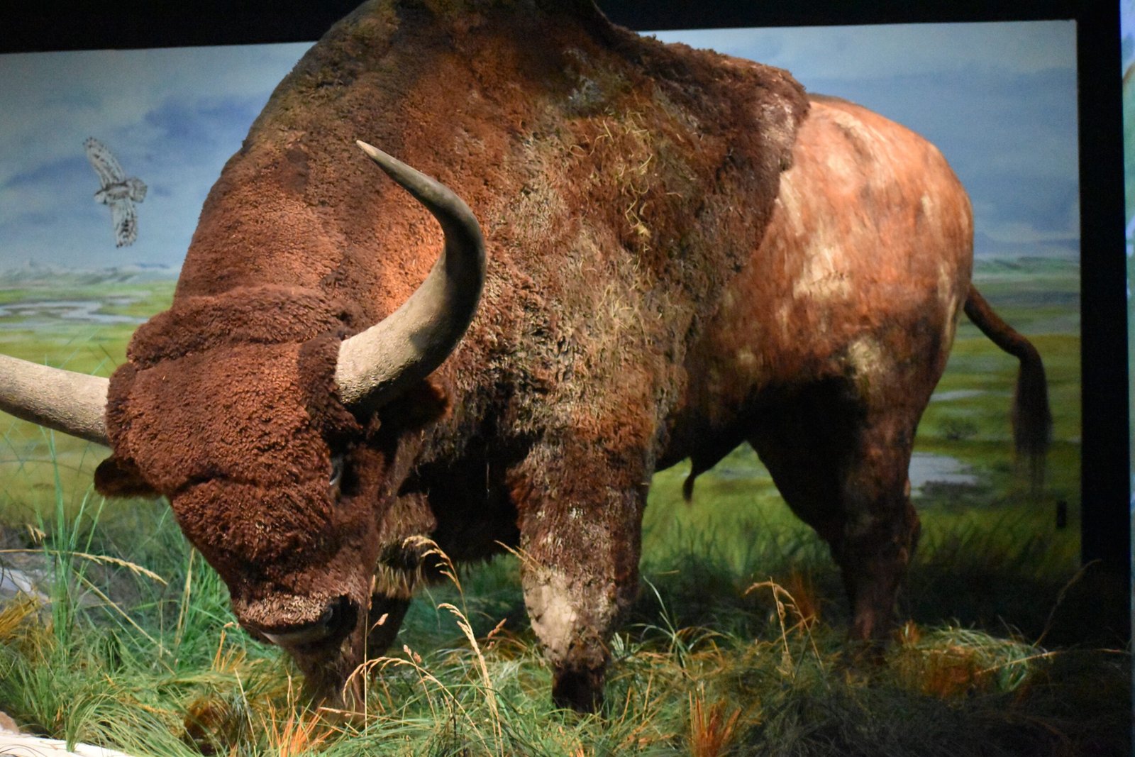 The Mighty Steppe Bison: An Ancient Survivor (image credits: wikimedia)