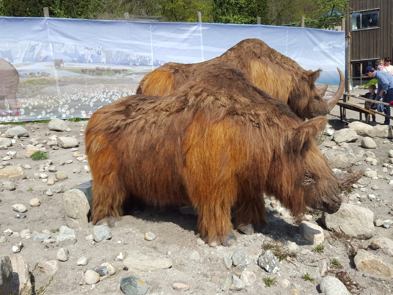 Woolly Rhinoceros: The Unexpected Northern Wanderer (image credits: wikimedia)