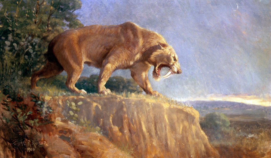 The Saber-Toothed Cat: A Predator with a Deadly Smile (image credits: wikimedia)