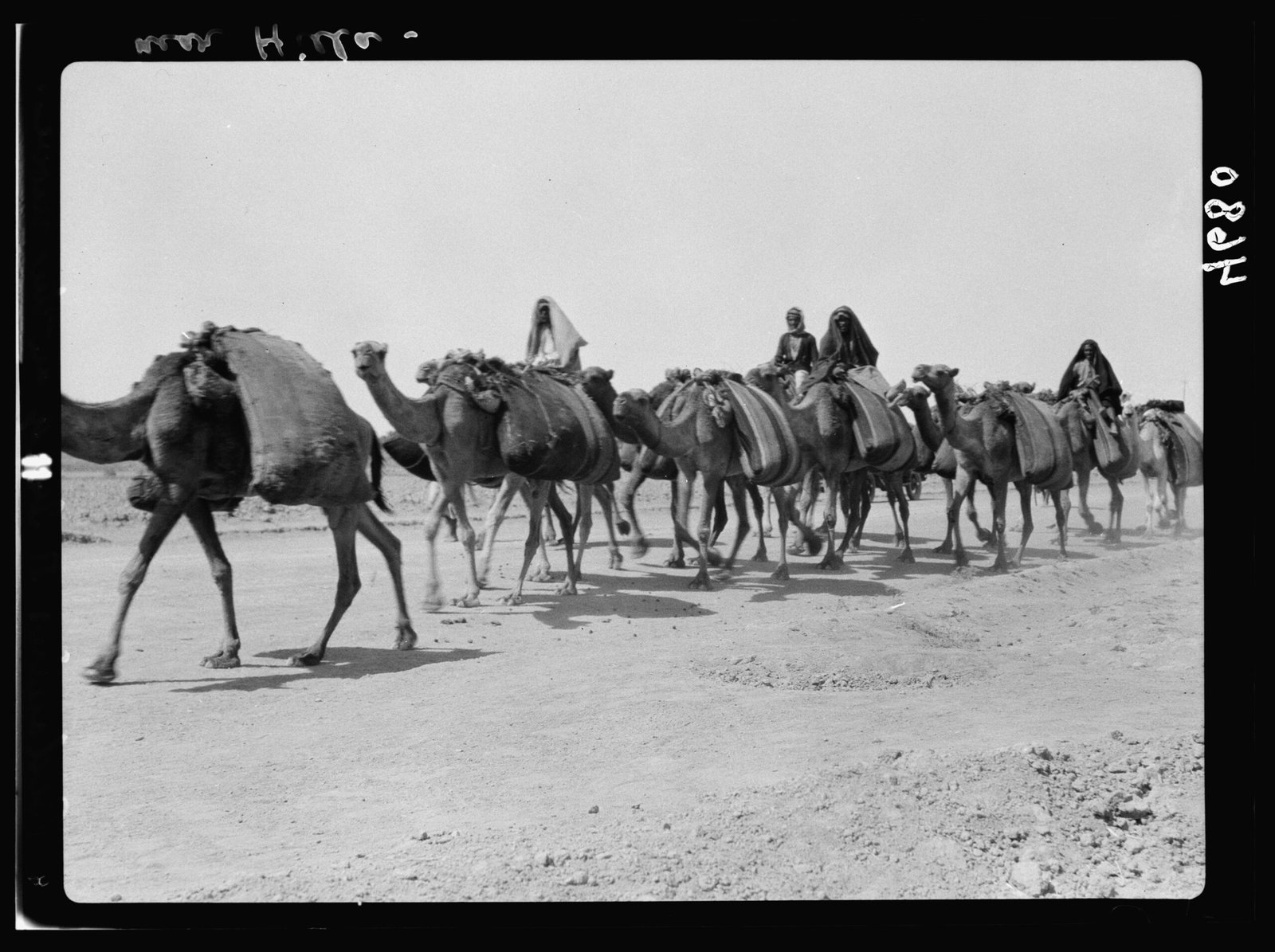 Ancient Camels: The Yukon’s Desert Wanderers (image credits: wikimedia)