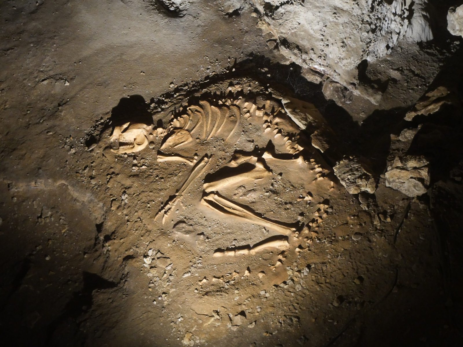 Modern Day Gold Rush: Miners and Mammoths (image credits: wikimedia)