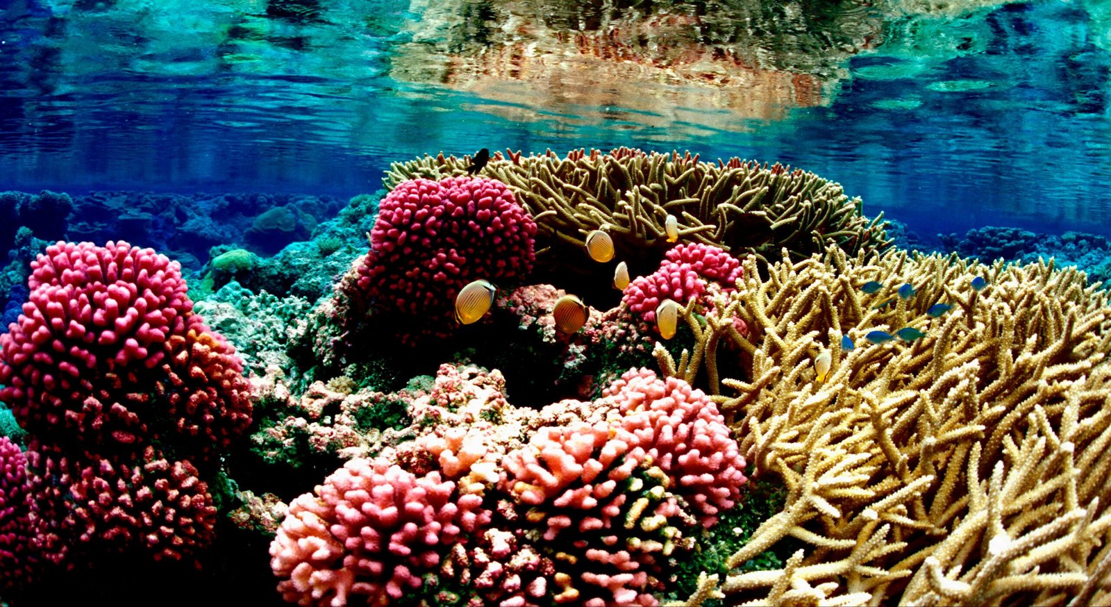 The Plight of Reef Wildlife (image credits: wikimedia)
