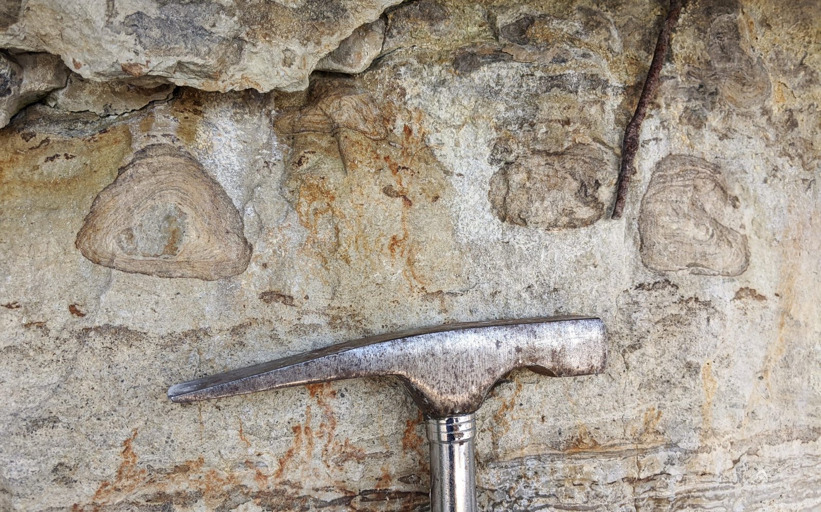 The Forgotten Ocean: Chicago’s Prehistoric Seabed (image credits: wikimedia)