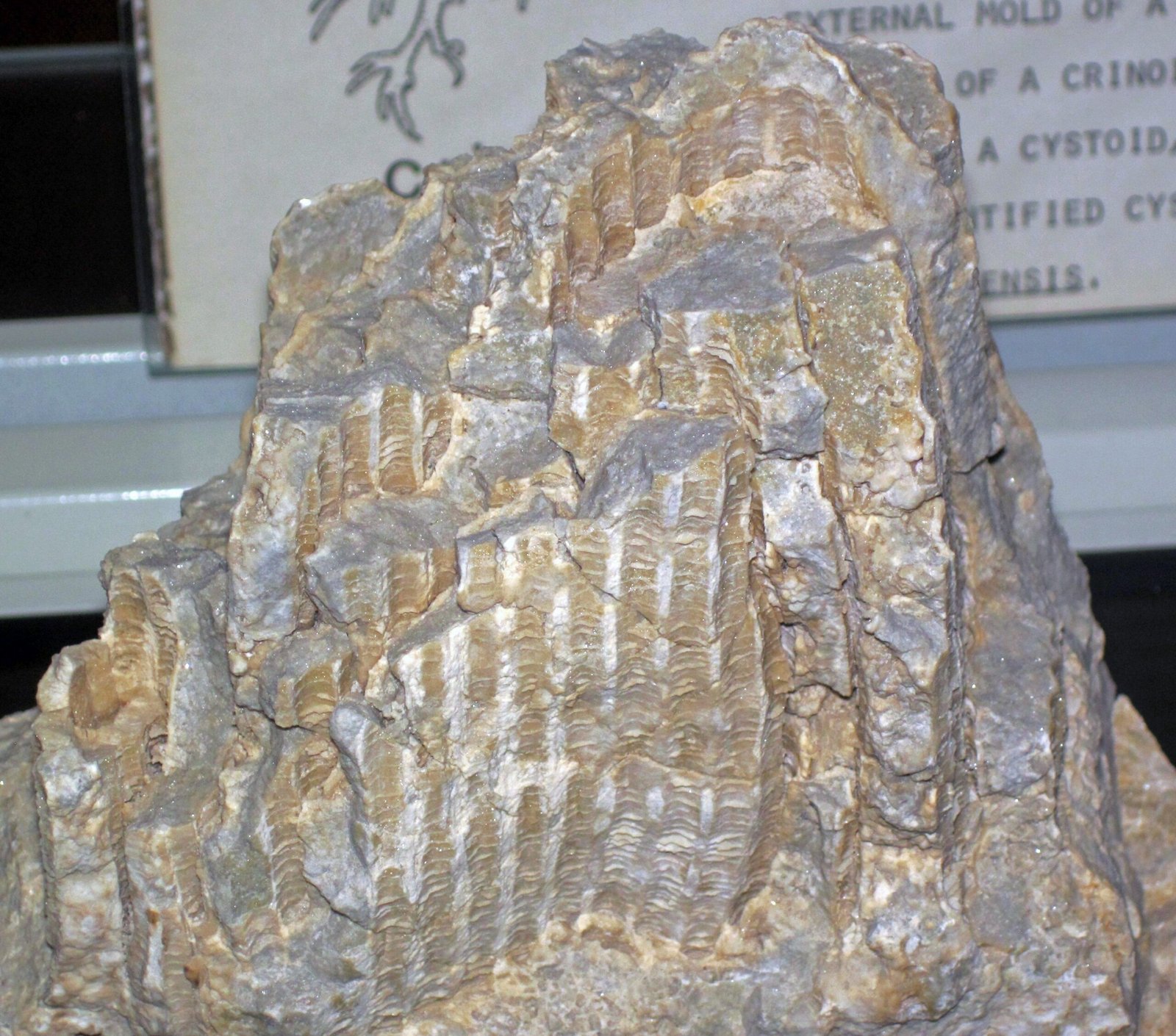 The Silurian Reef: Chicago’s Ancient Coral Kingdom (image credits: wikimedia)