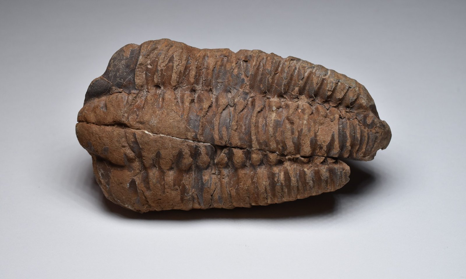 Trilobites and Other Ancient Oddities (image credits: wikimedia)