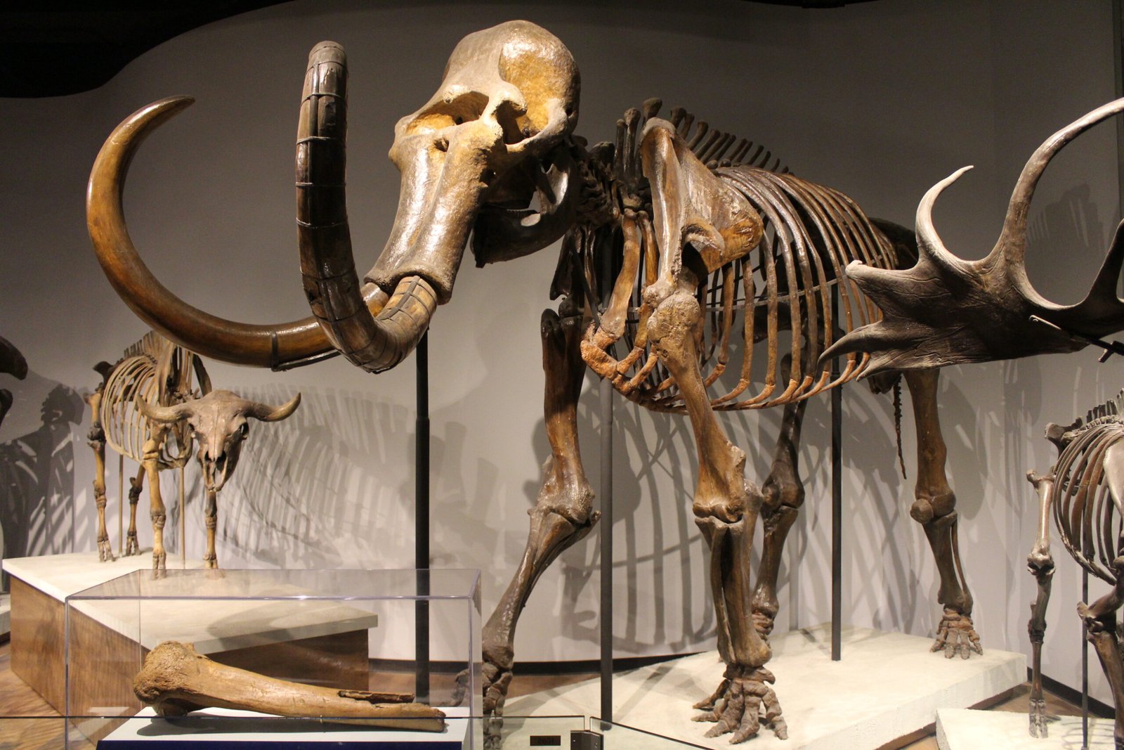 The Mammoth Era: Ice Age Giants in Chicago (image credits: wikimedia)
