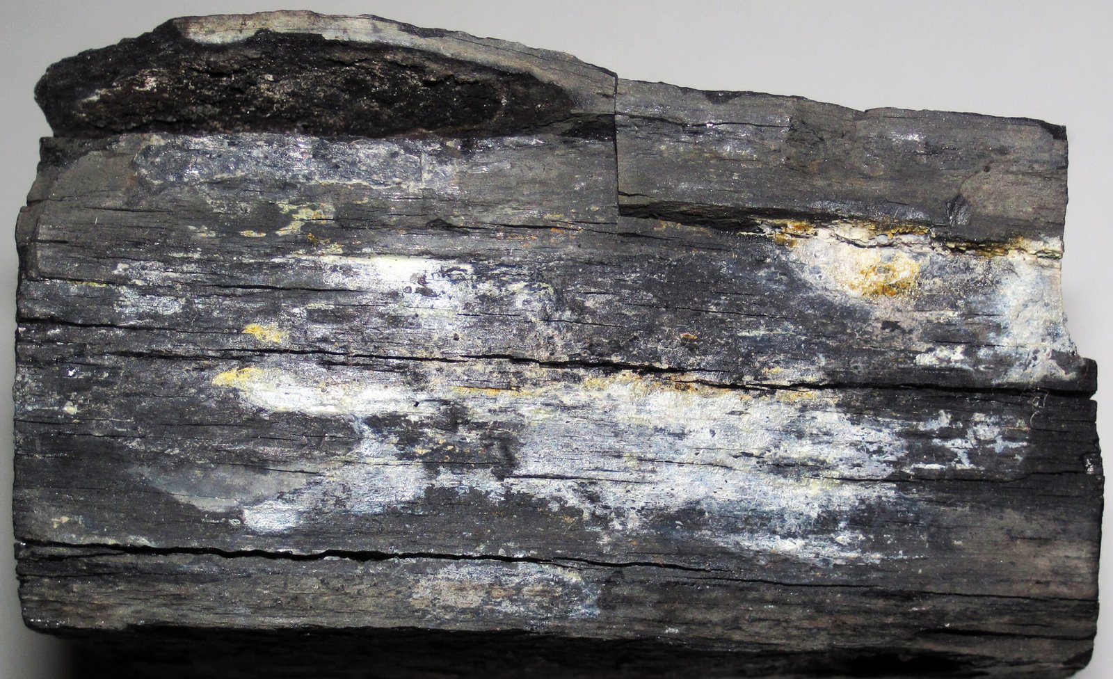 Fossilized Forests: The Coal Swamps of Ancient Illinois (image credits: wikimedia)