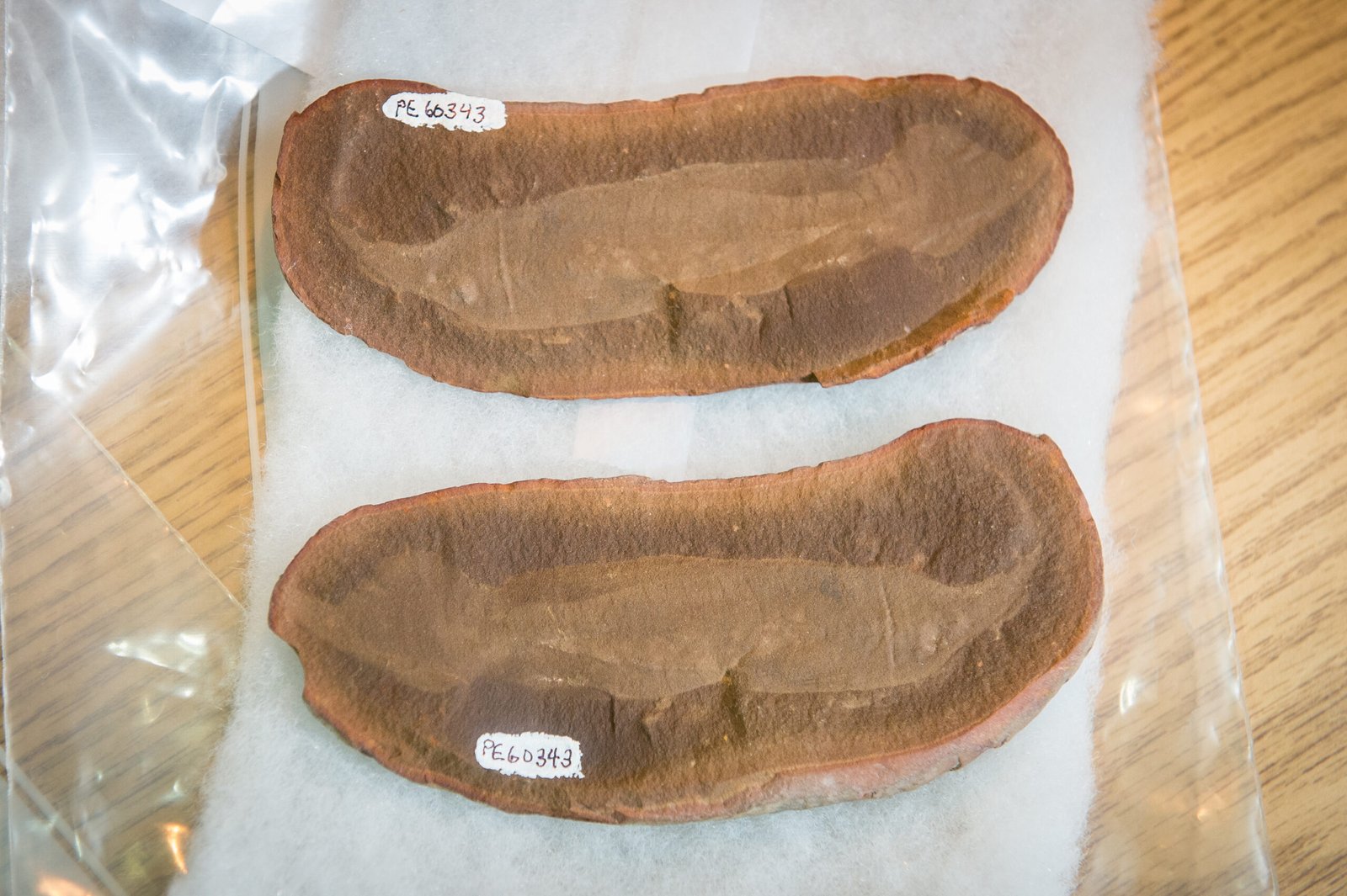 The Tully Monster: Mystery of the State Fossil (image credits: wikimedia)