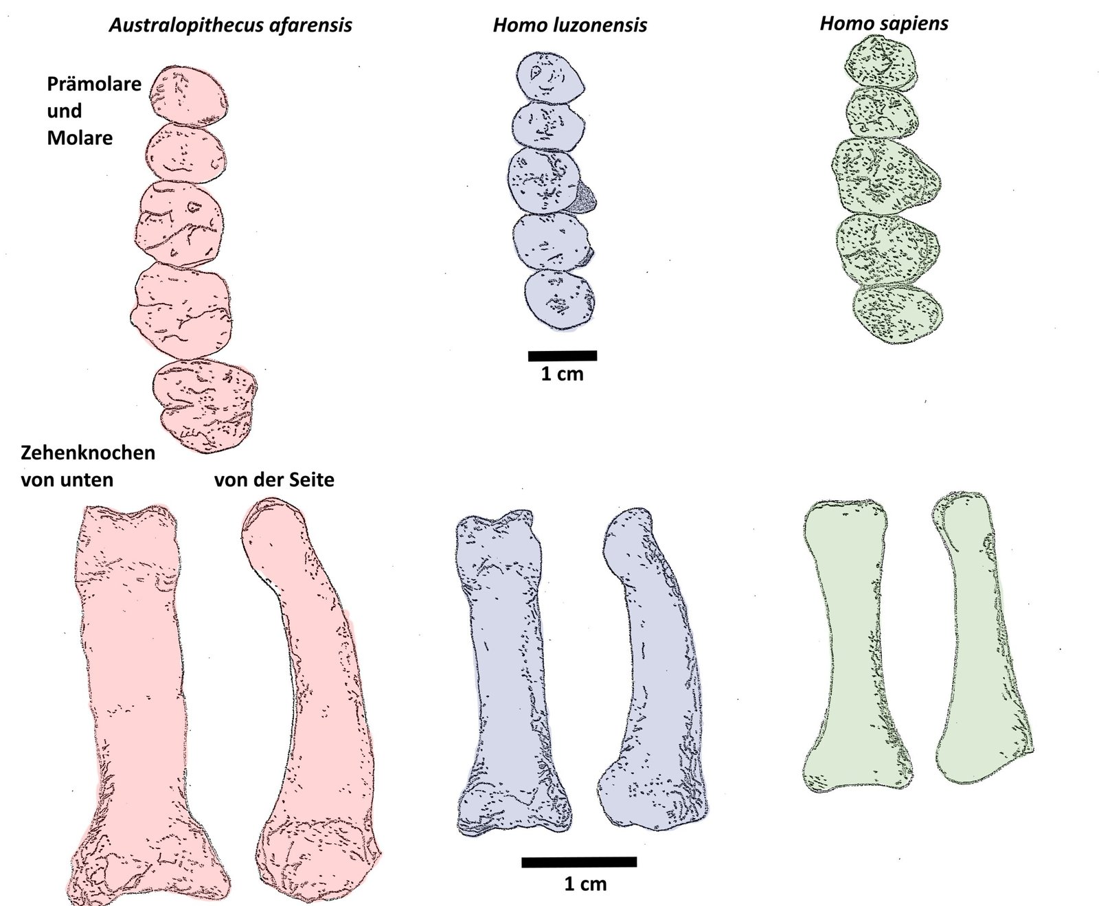 Strange Teeth and Bones: A Unique Anatomy (image credits: wikimedia)