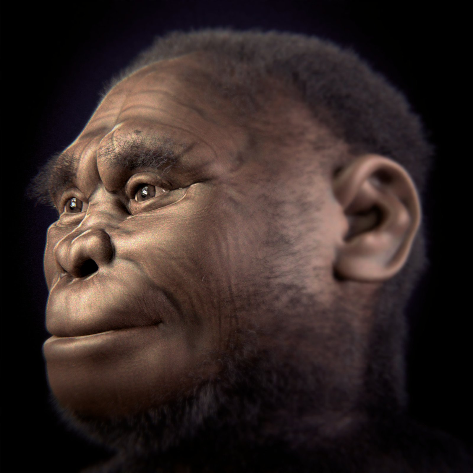 Evolutionary Echoes: Connections to Other Hobbit Humans (image credits: wikimedia)
