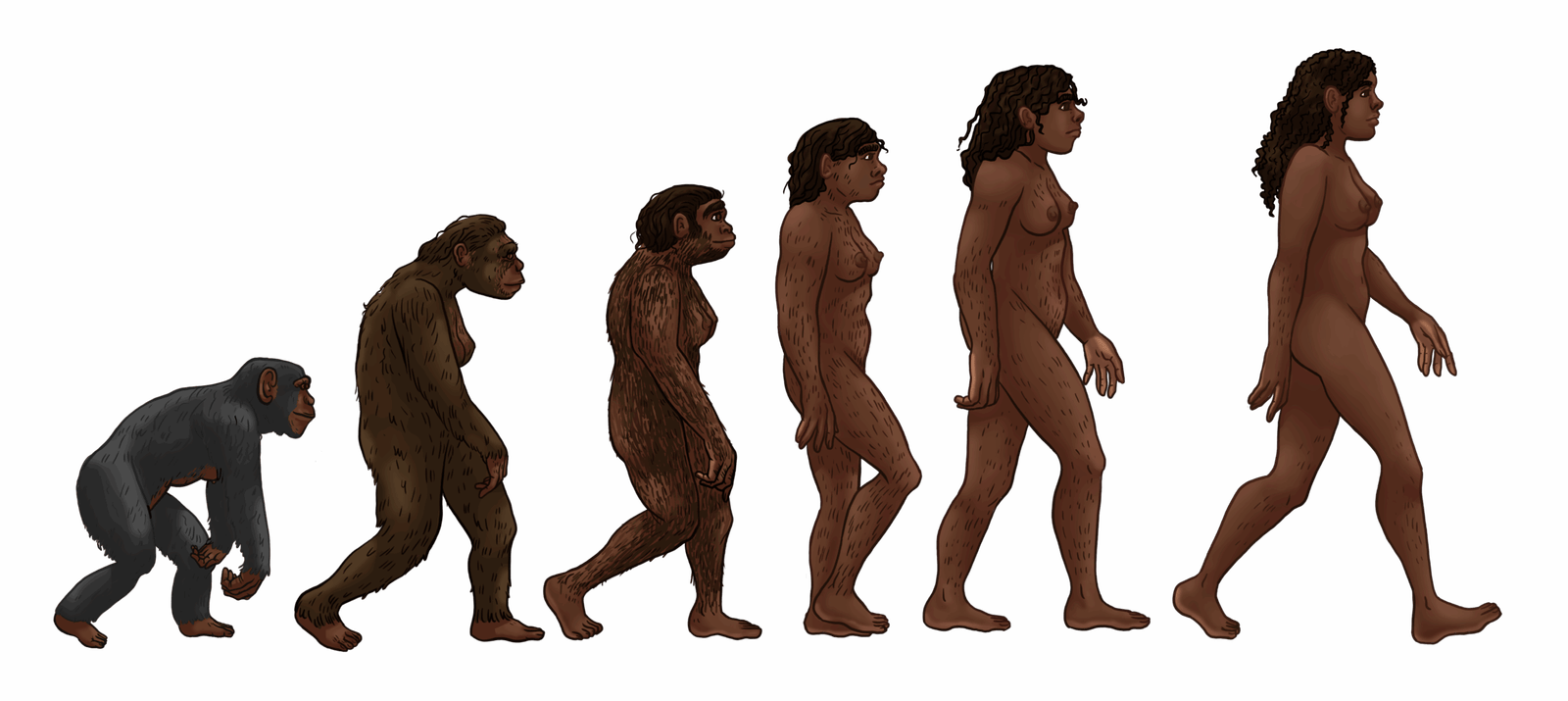 Implications for Human Evolution (image credits: wikimedia)