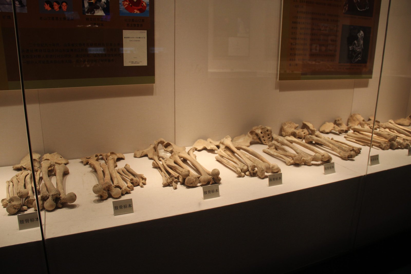 Nature’s Reminder: Humanity’s Shared Roots (image credits: wikimedia)