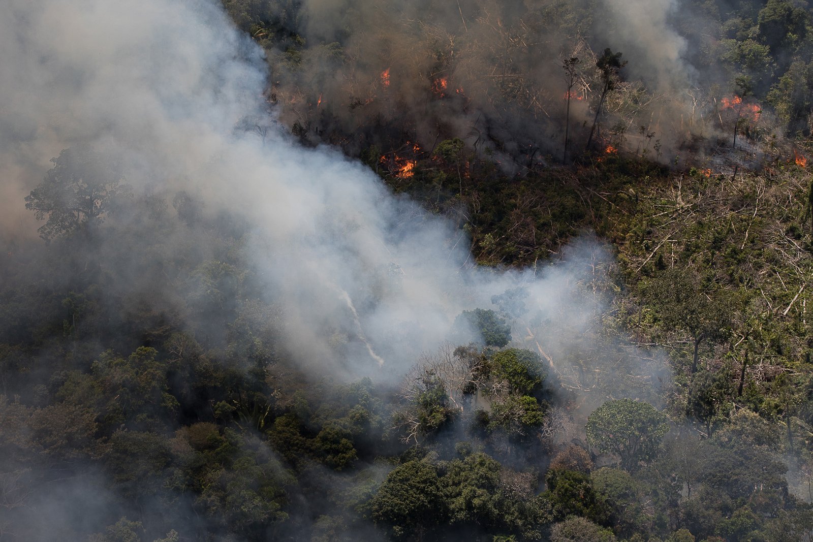 Global Demand for Beef and Soy (image credits: wikimedia)