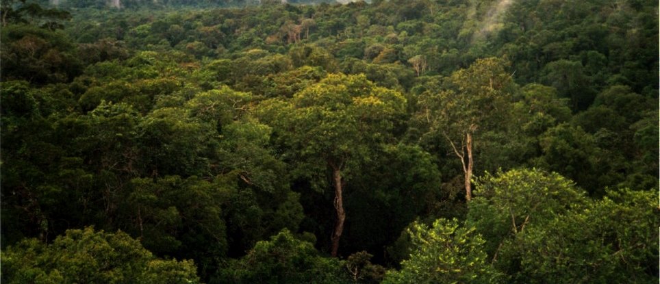 The Amazon’s Hidden Secrets: Why We Looked Away for So Long (image credits: wikimedia)