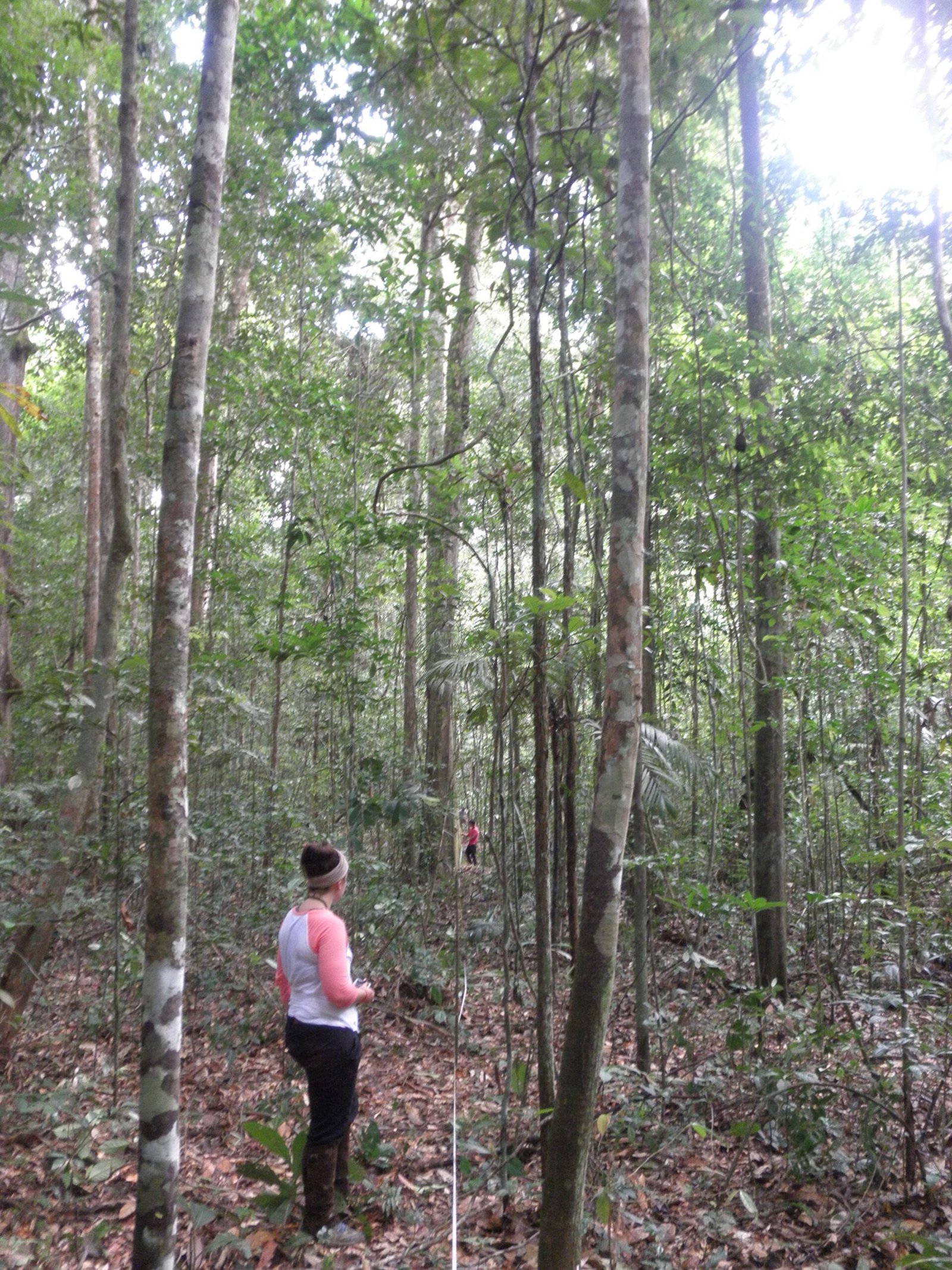 From Legends to Laser Beams: The First Big Amazon Discoveries (image credits: wikimedia)