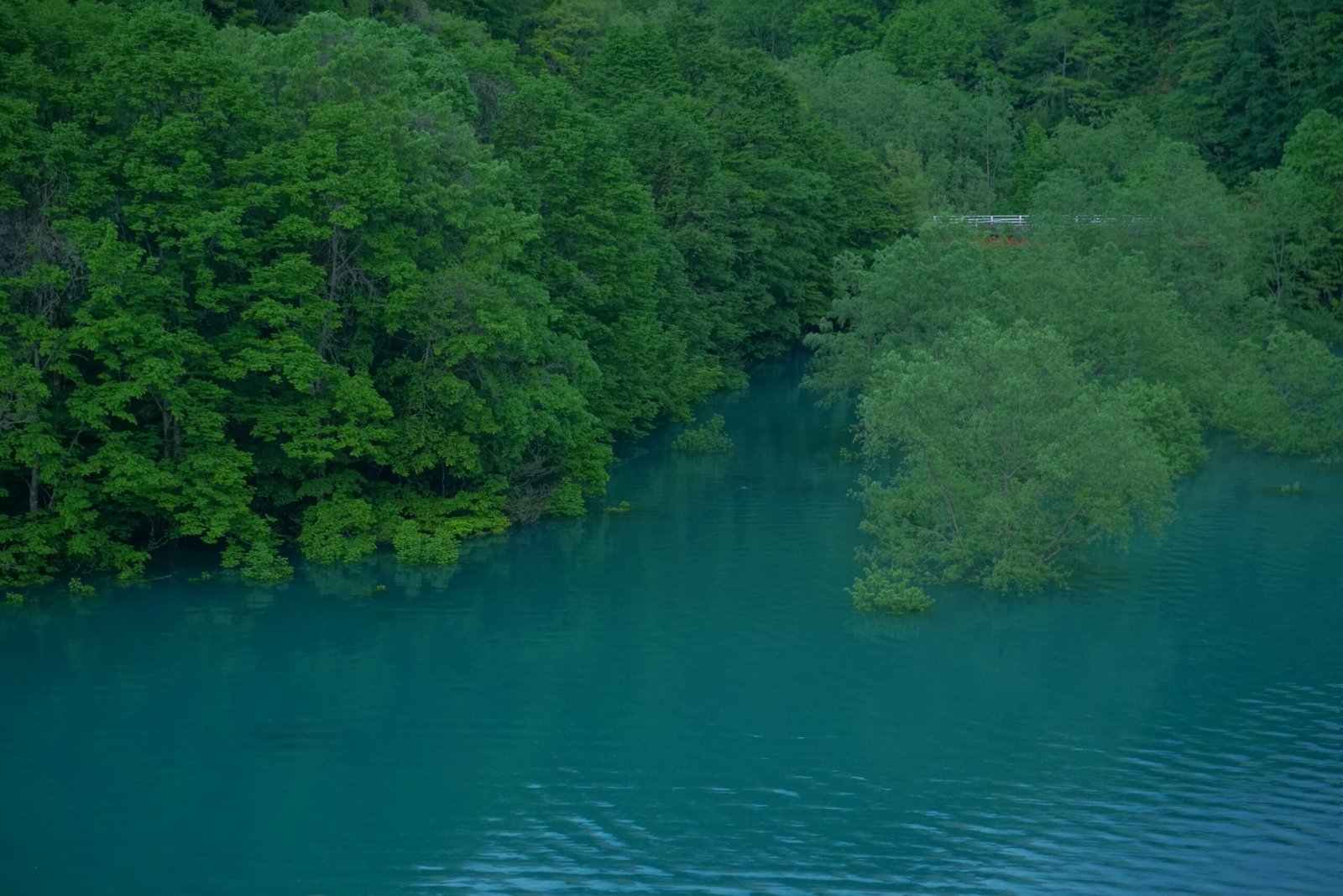 How Submerged Trees Are Studied (image credits: wikimedia)