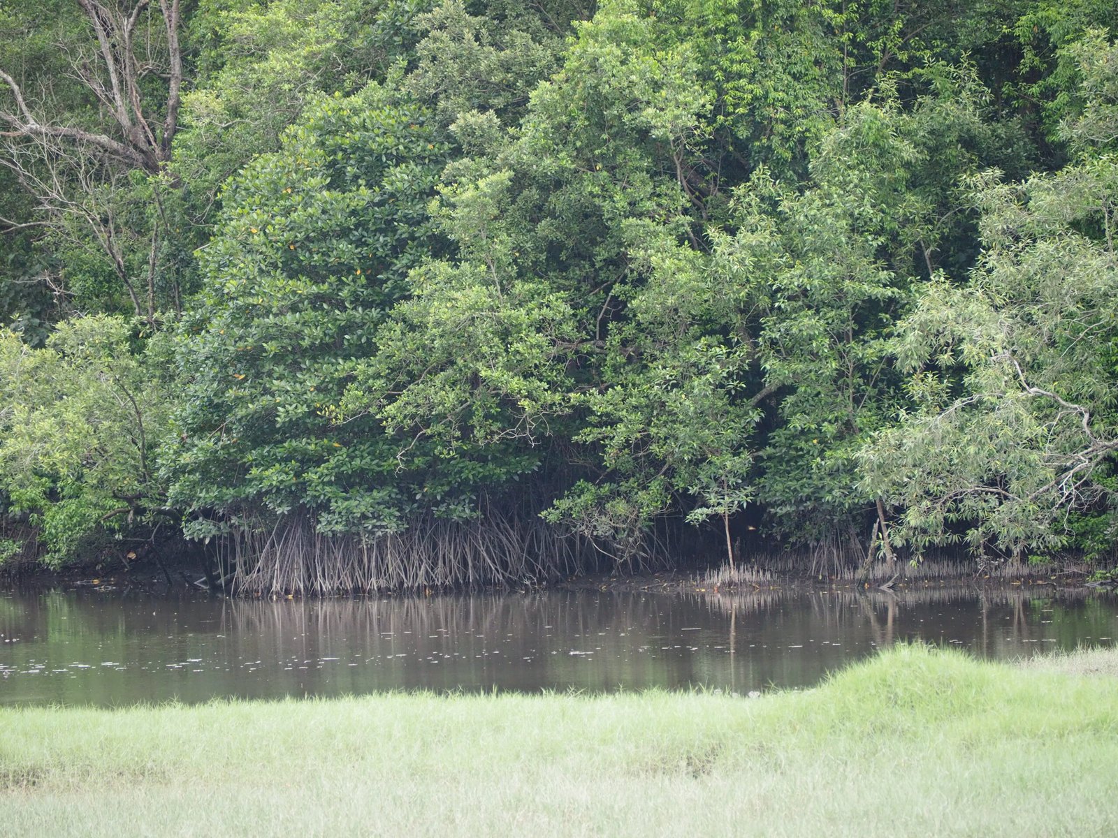 Natural Resilience: Mangroves and Coastal Defenses (image credits: wikimedia)