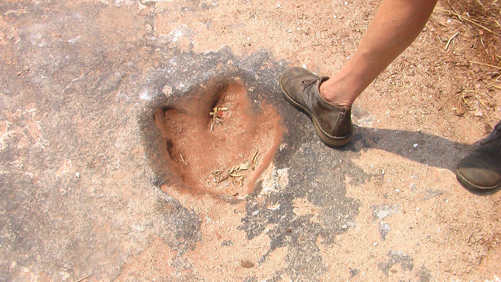 Dinosaur Footprints: Tracks Through Time (image credits: wikimedia)