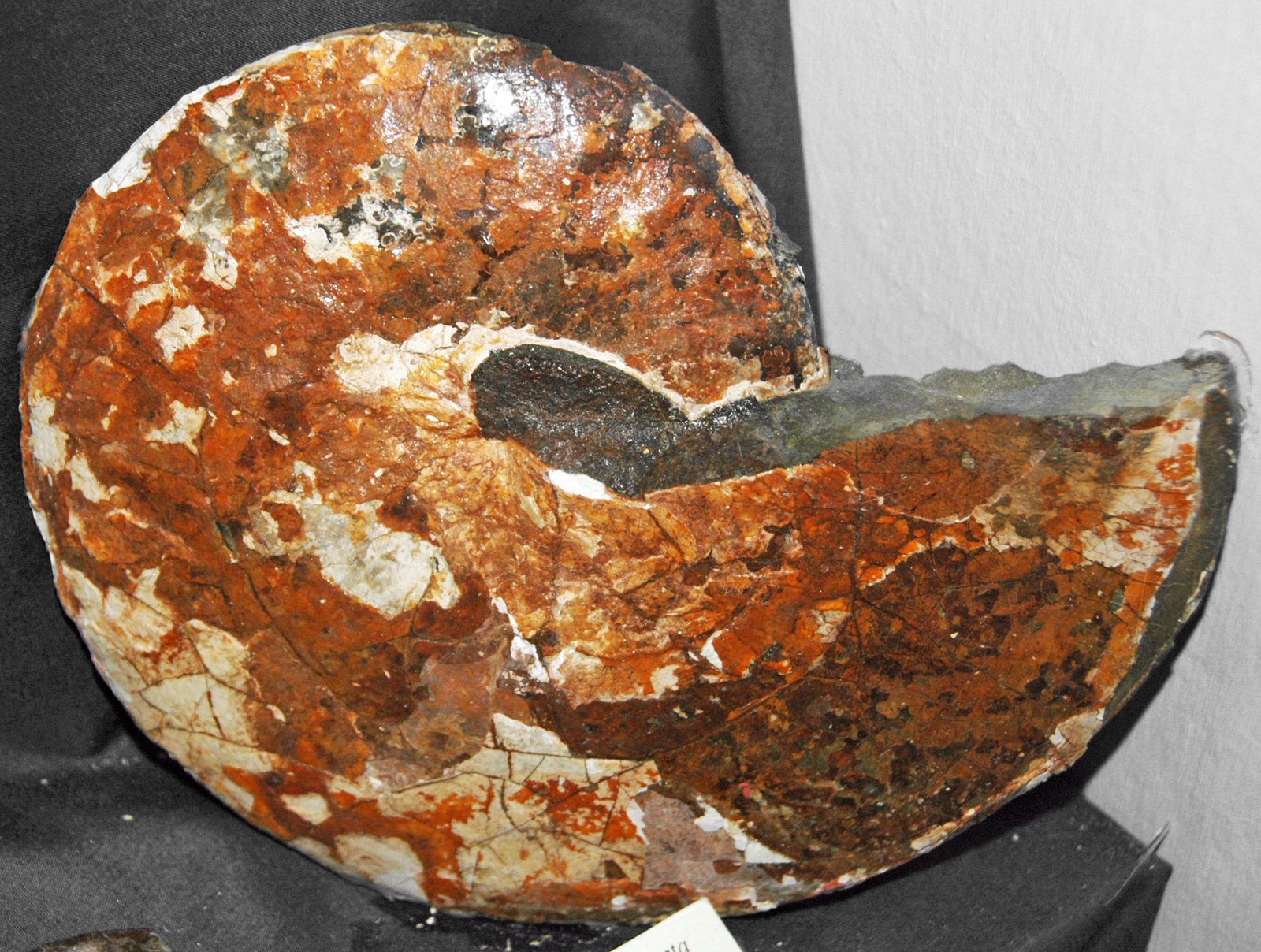 Life Beyond Dinosaurs: Ancient Flora and Fauna (image credits: wikimedia)