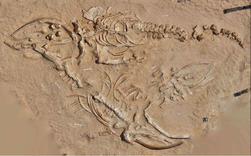 The Importance of Chilean Fossil Laws (image credits: wikimedia)