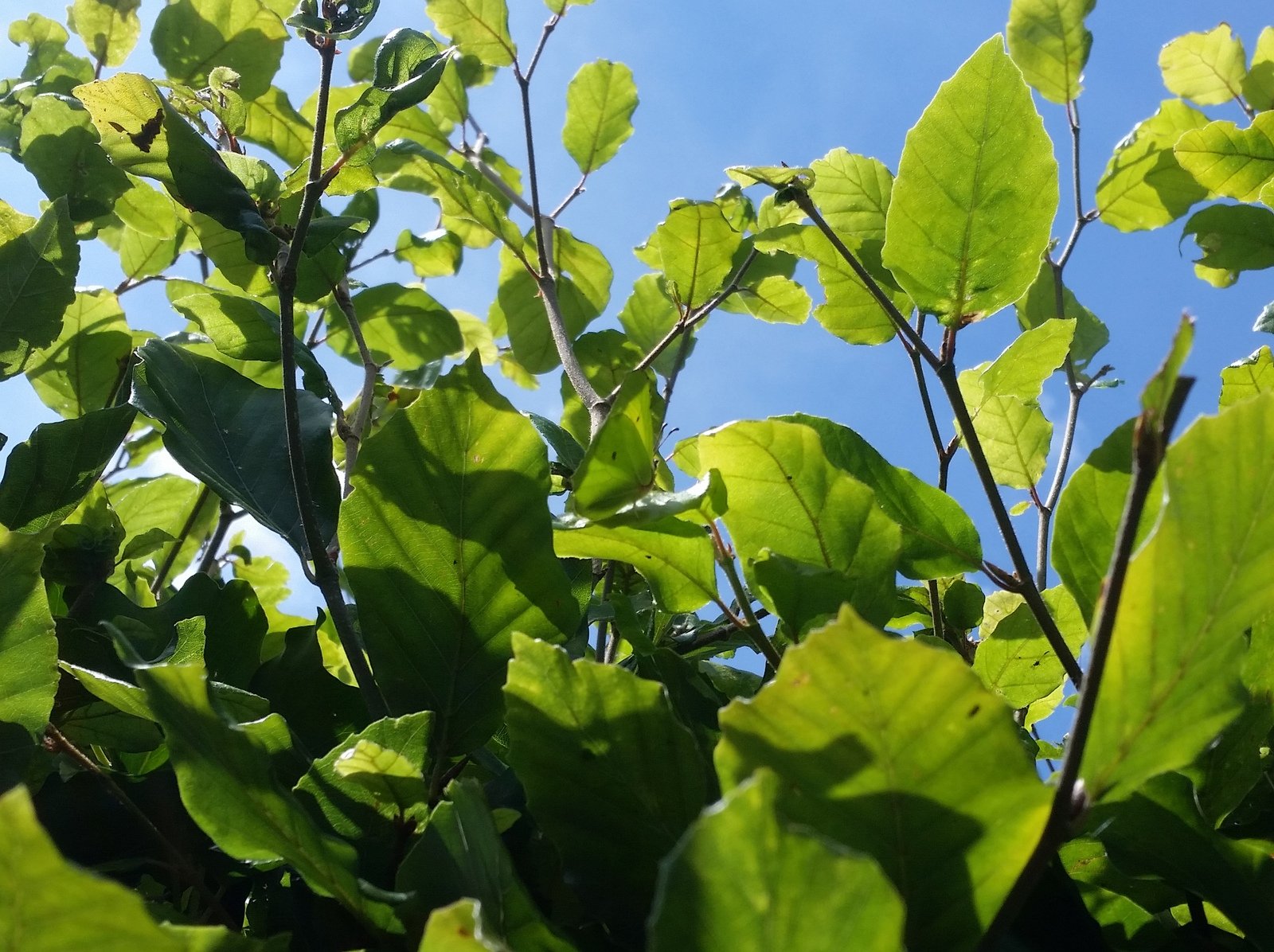 Masters of Camouflage: Beyond Just Looks (image credits: wikimedia)