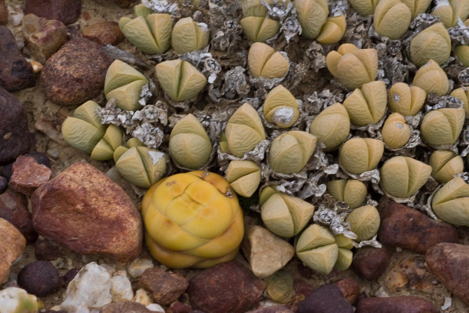 Genetic Memory: The Blueprint for Disguise (image credits: wikimedia)